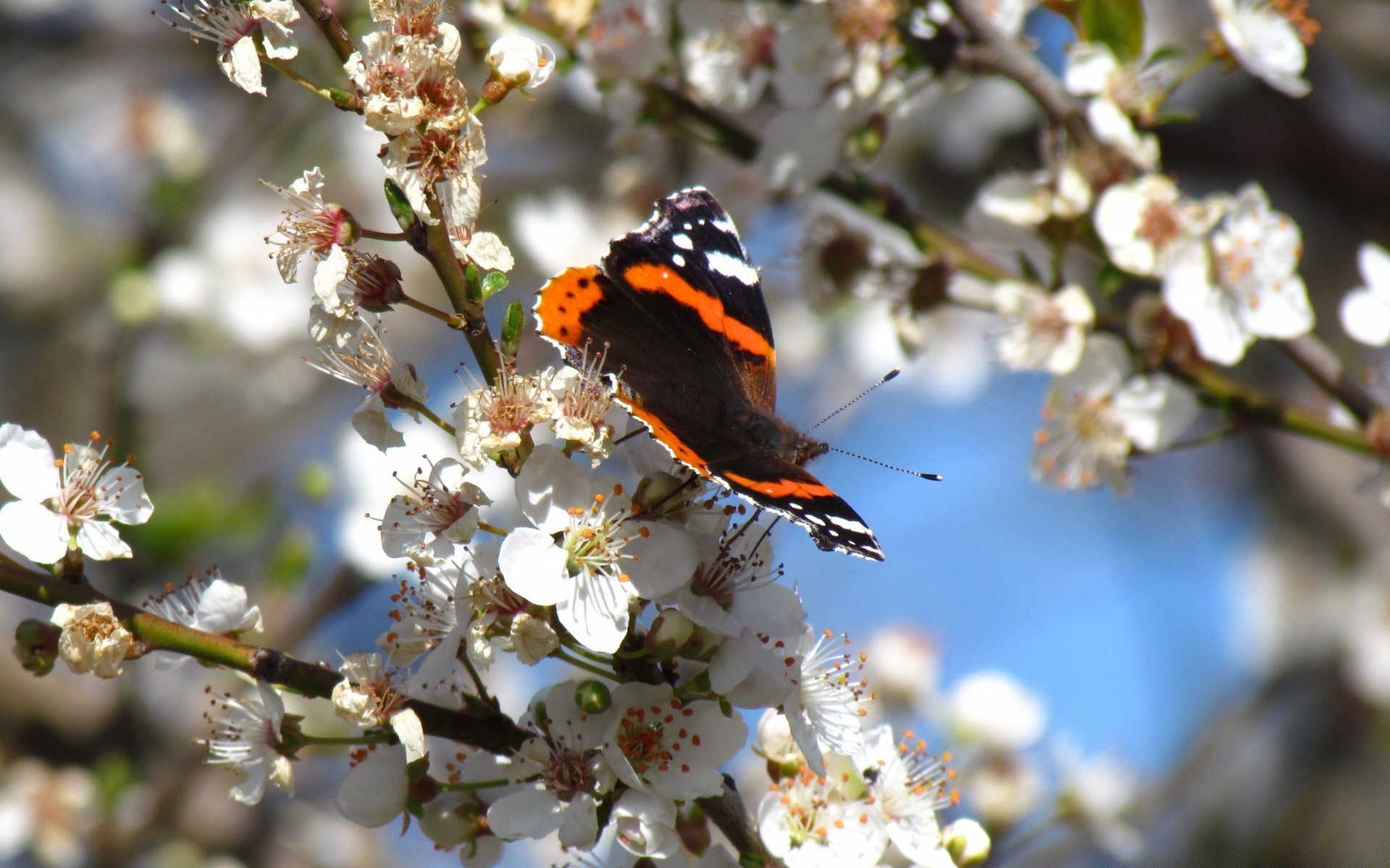 borboleta natureza flor ao ar livre inseto árvore cereja jardim ramo delicado folha brilhante temporada vida selvagem