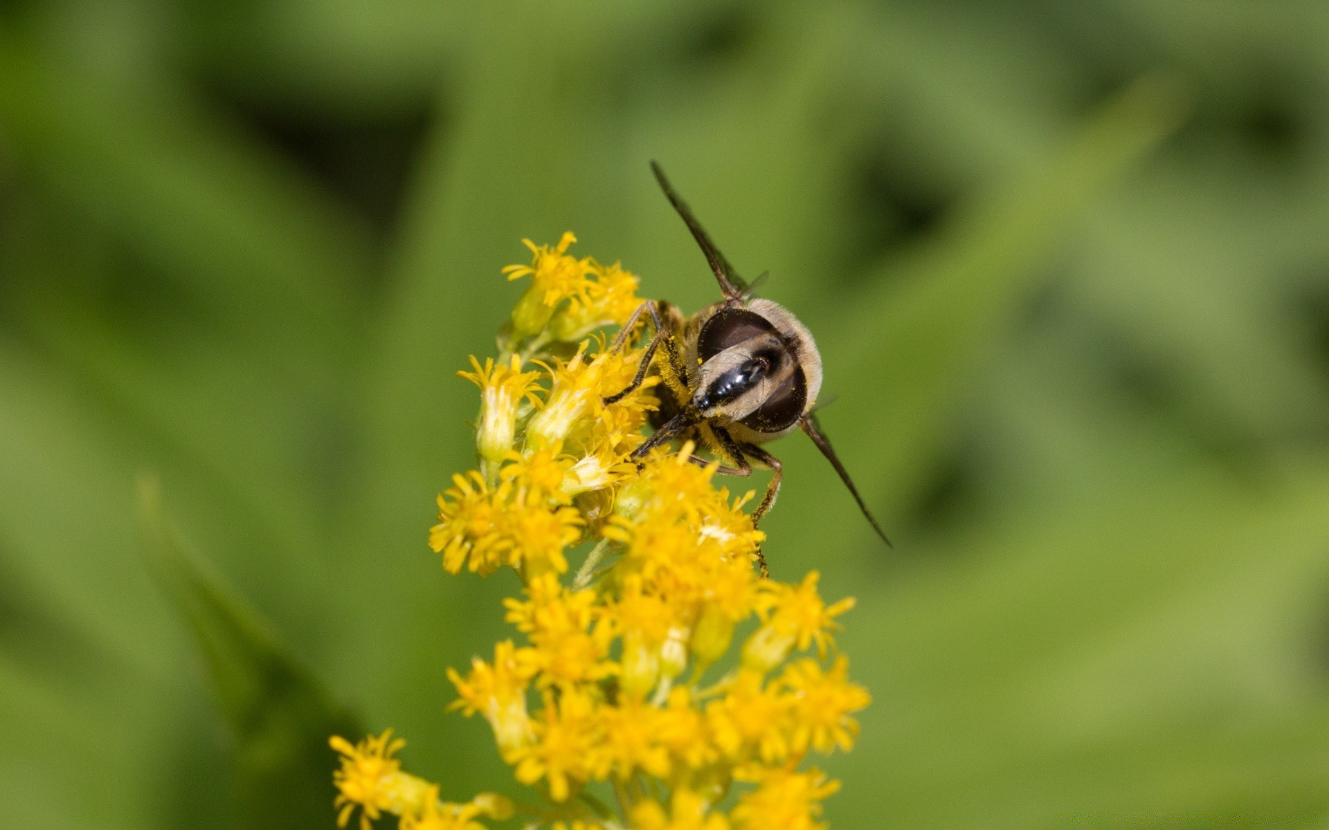 insectos naturaleza insecto abeja verano miel al aire libre hoja poco polen vida silvestre volar