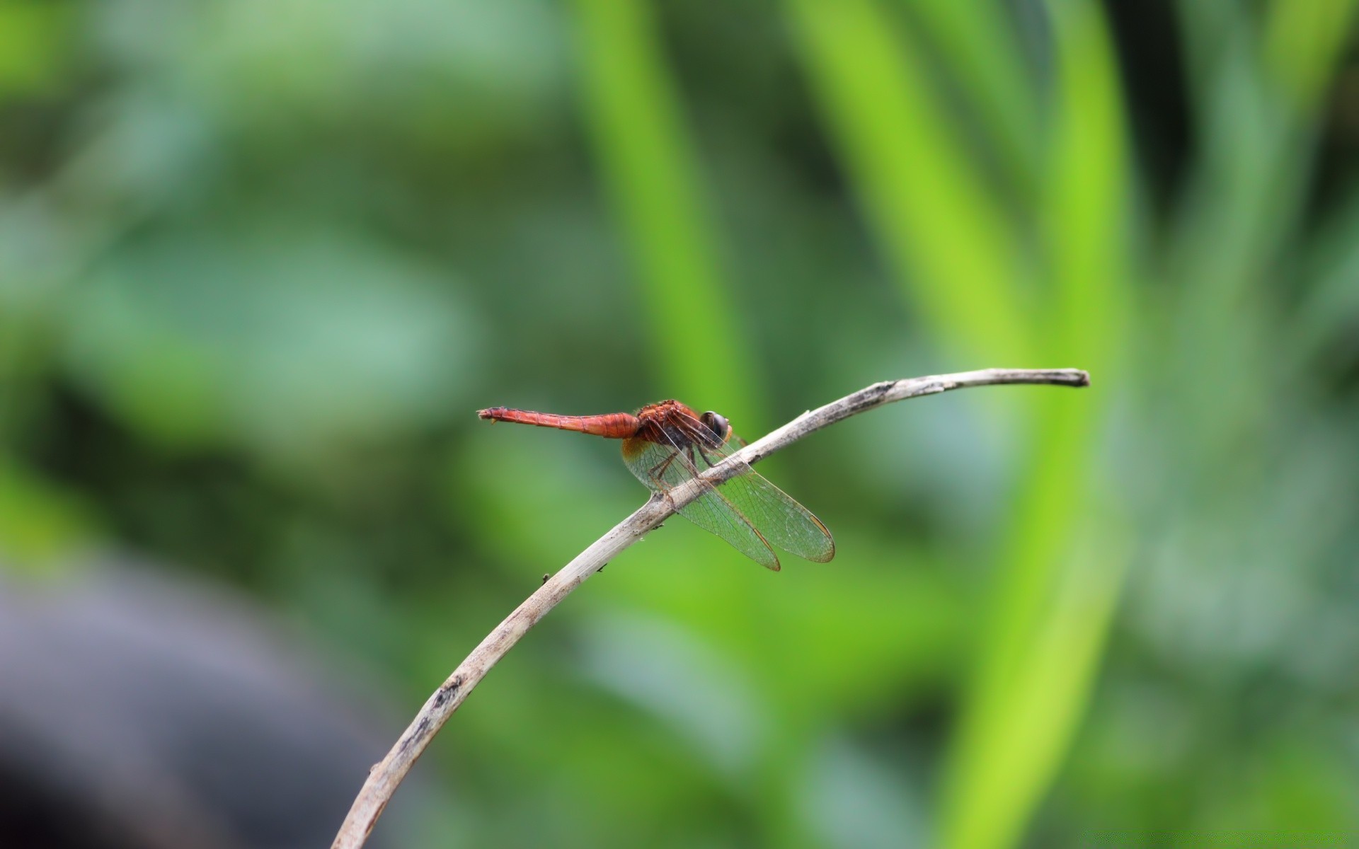 insekten blatt insekt natur tierwelt regen unschärfe im freien garten flora wirbellose tau