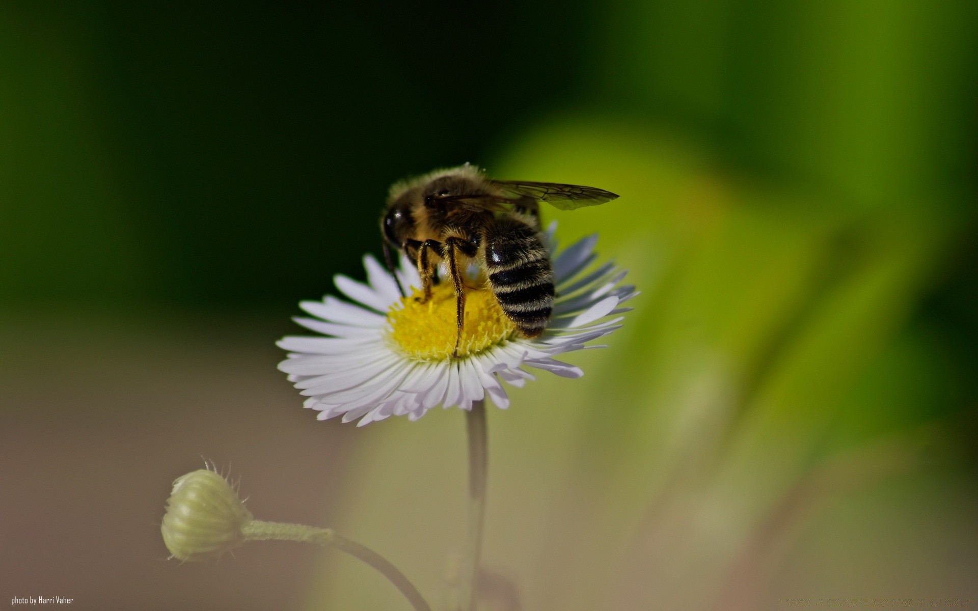 insects nature insect bee honey pollen summer outdoors wildlife wild