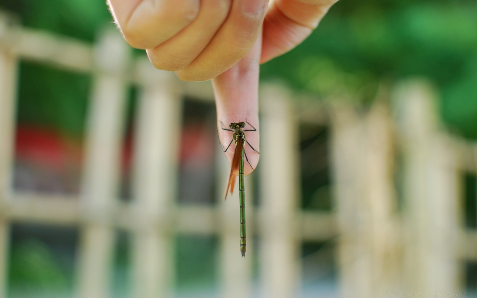 insectos al aire libre naturaleza mujer desenfoque manos verano solo pequeño altura