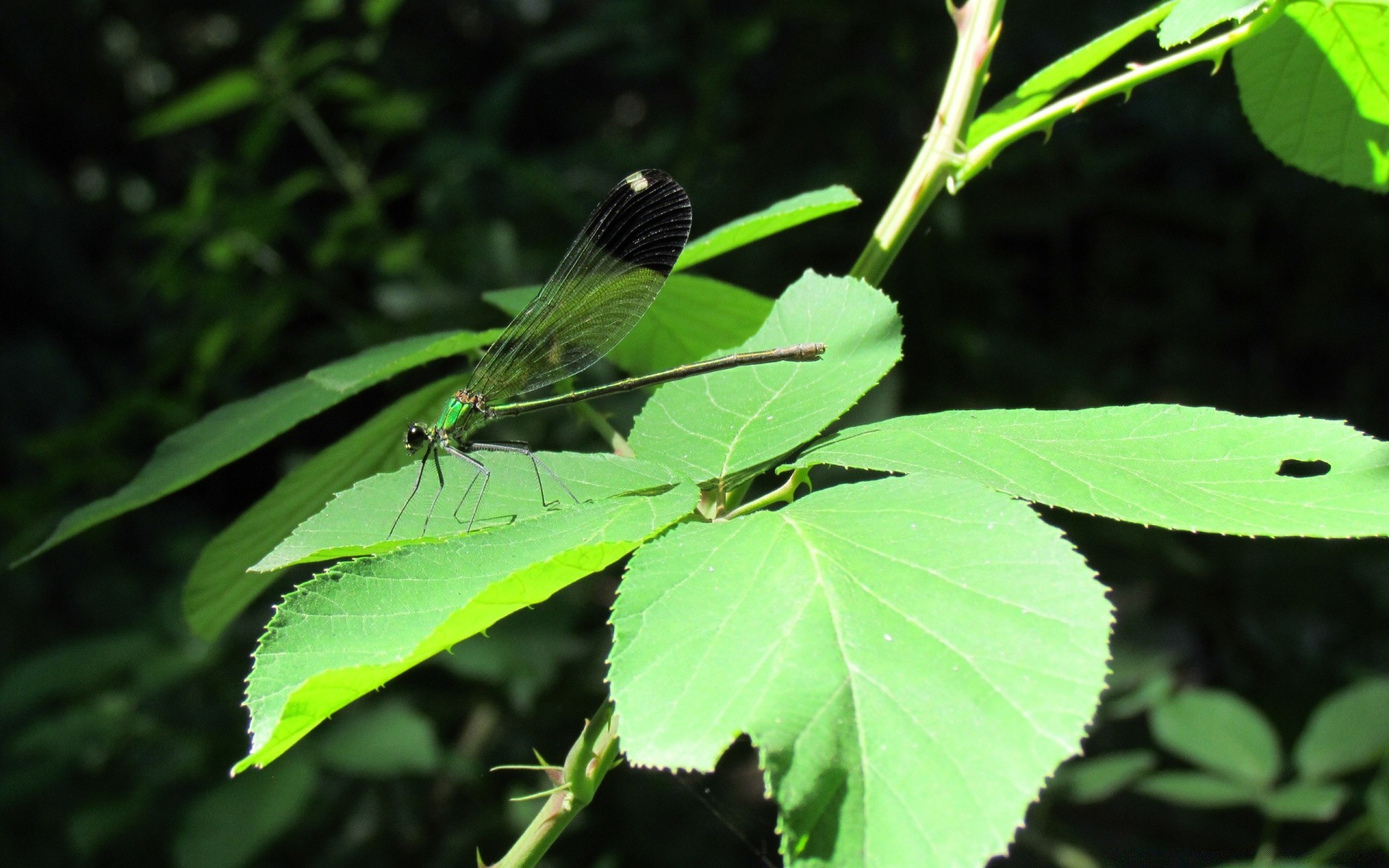 owady liść natura flora na zewnątrz środowisko owad lato ogród zbliżenie wzrost deszcz jasny ekologia