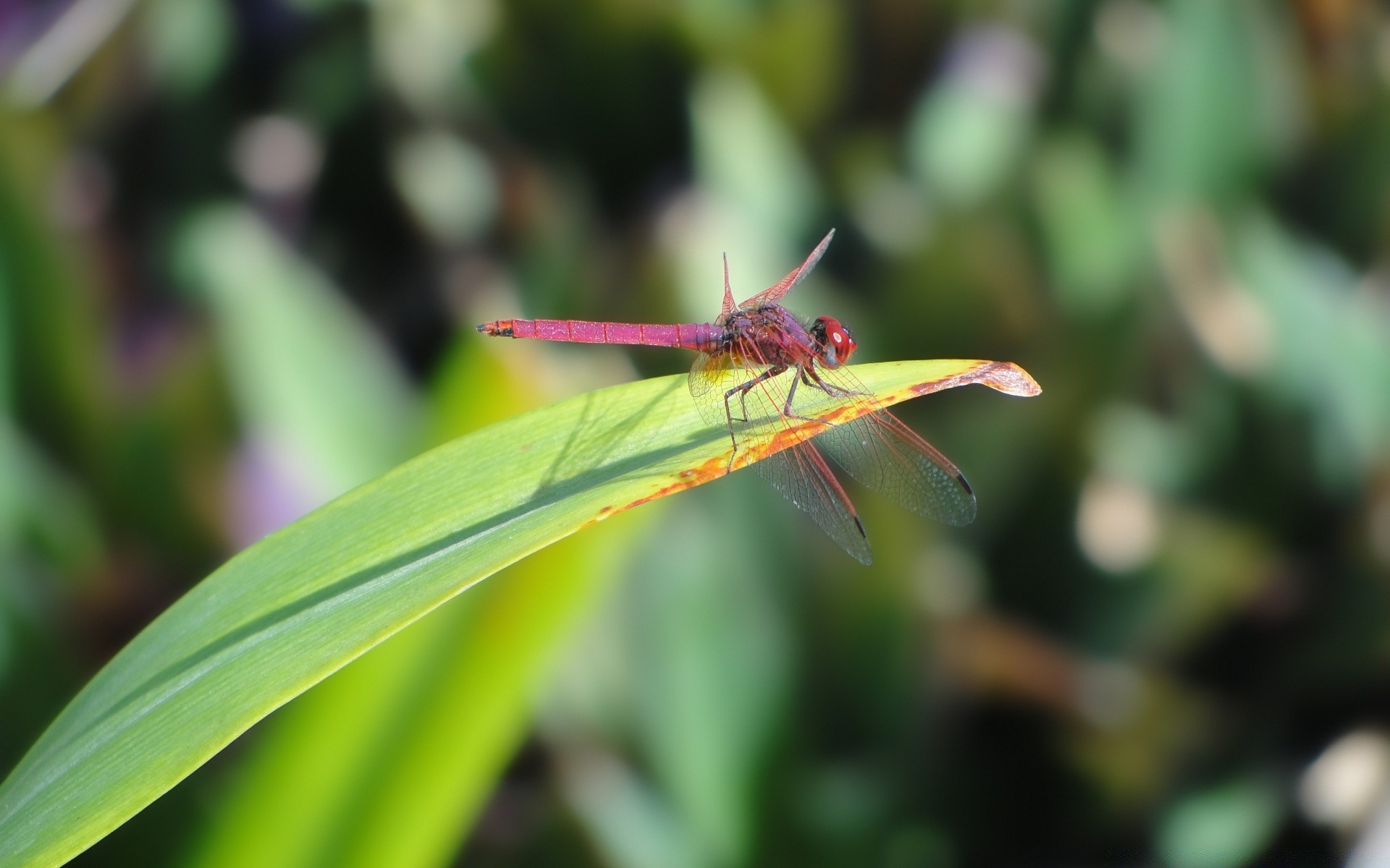 insects insect nature leaf wildlife fly animal dragonfly outdoors garden flora invertebrate park summer wild grass