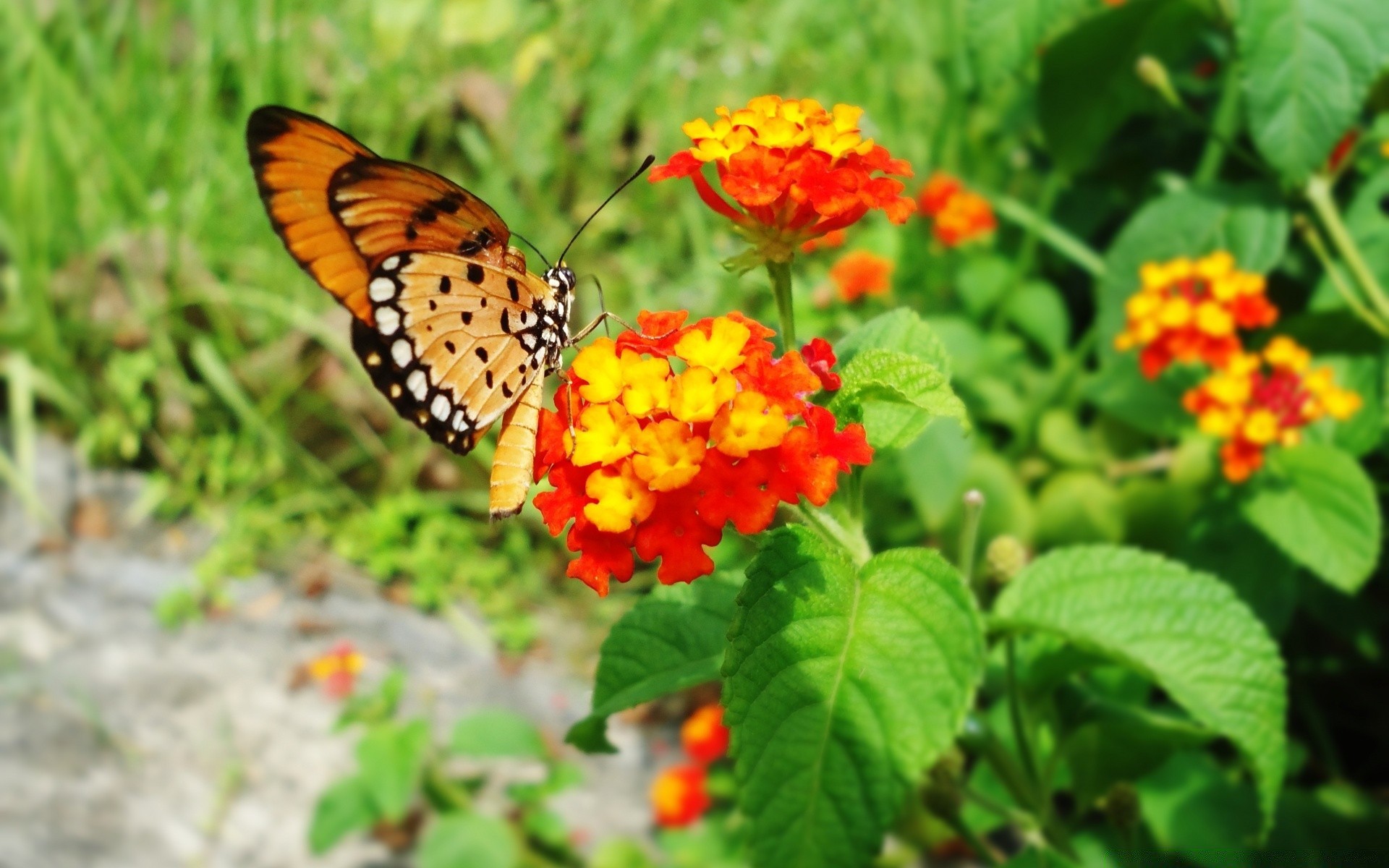 insectos naturaleza mariposa verano hoja flor jardín al aire libre insecto flora brillante color salvaje floral temporada