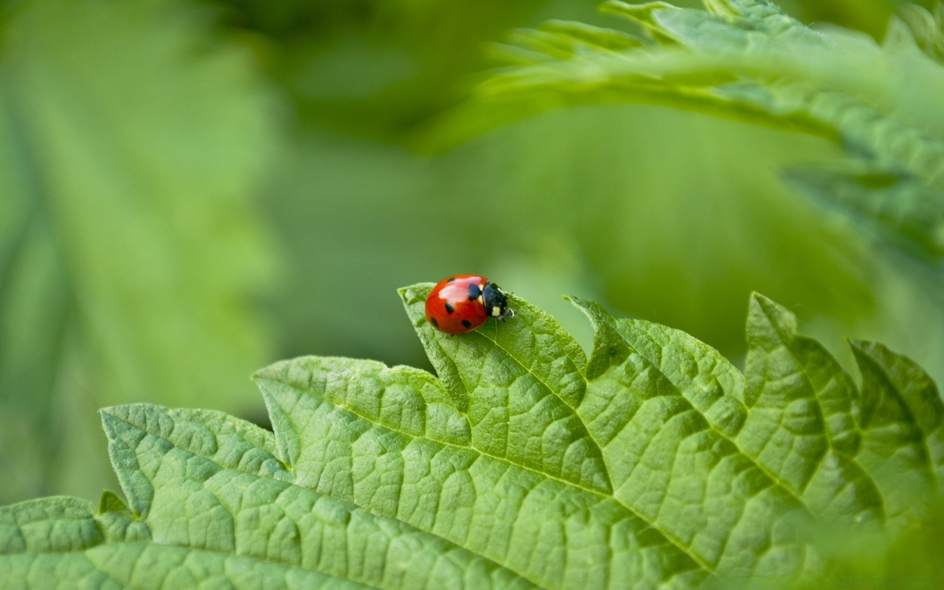 insekten blatt natur flora insekt sommer wachstum marienkäfer garten biologie gras umwelt im freien wenig ökologie käfer hell regen