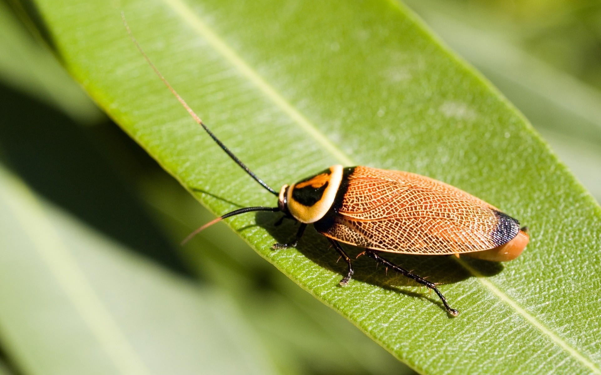 insects insect nature invertebrate close-up wildlife animal biology leaf