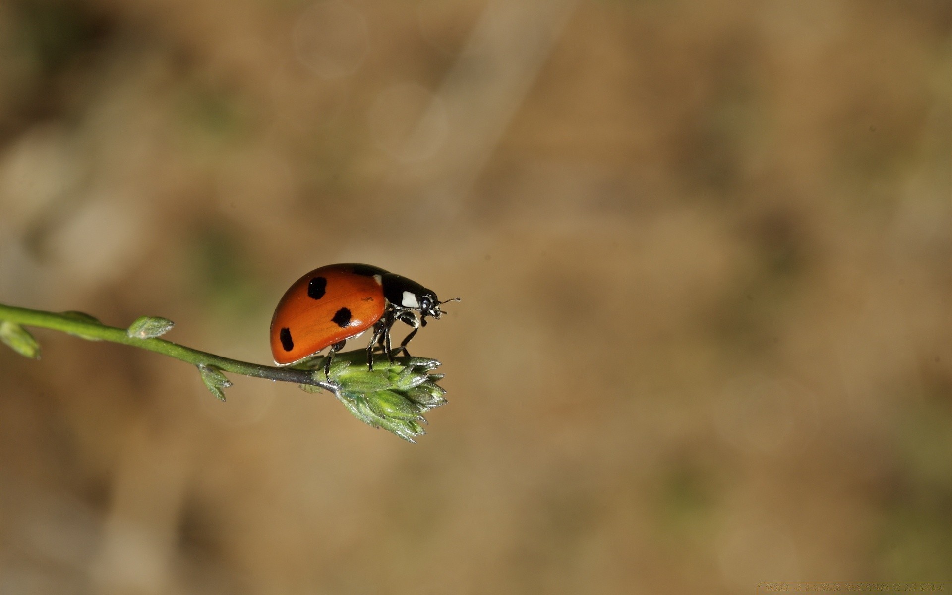 owady owad chrząszcz biedronka biologia natura przyroda na zewnątrz mało bezkręgowce trawa tiny liść środa lato