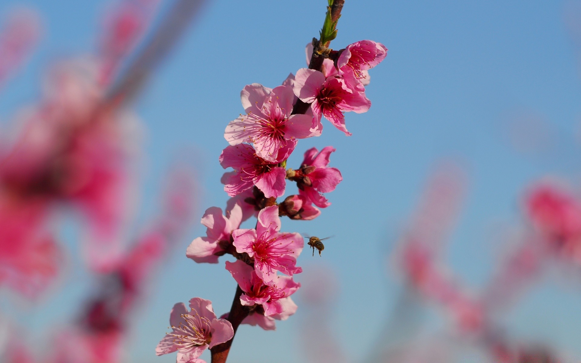 insectes fleur branche cerise nature flore arbre jardin pétale lumineux saison bluming copain croissance gros plan délicat feuille couleur à l extérieur été