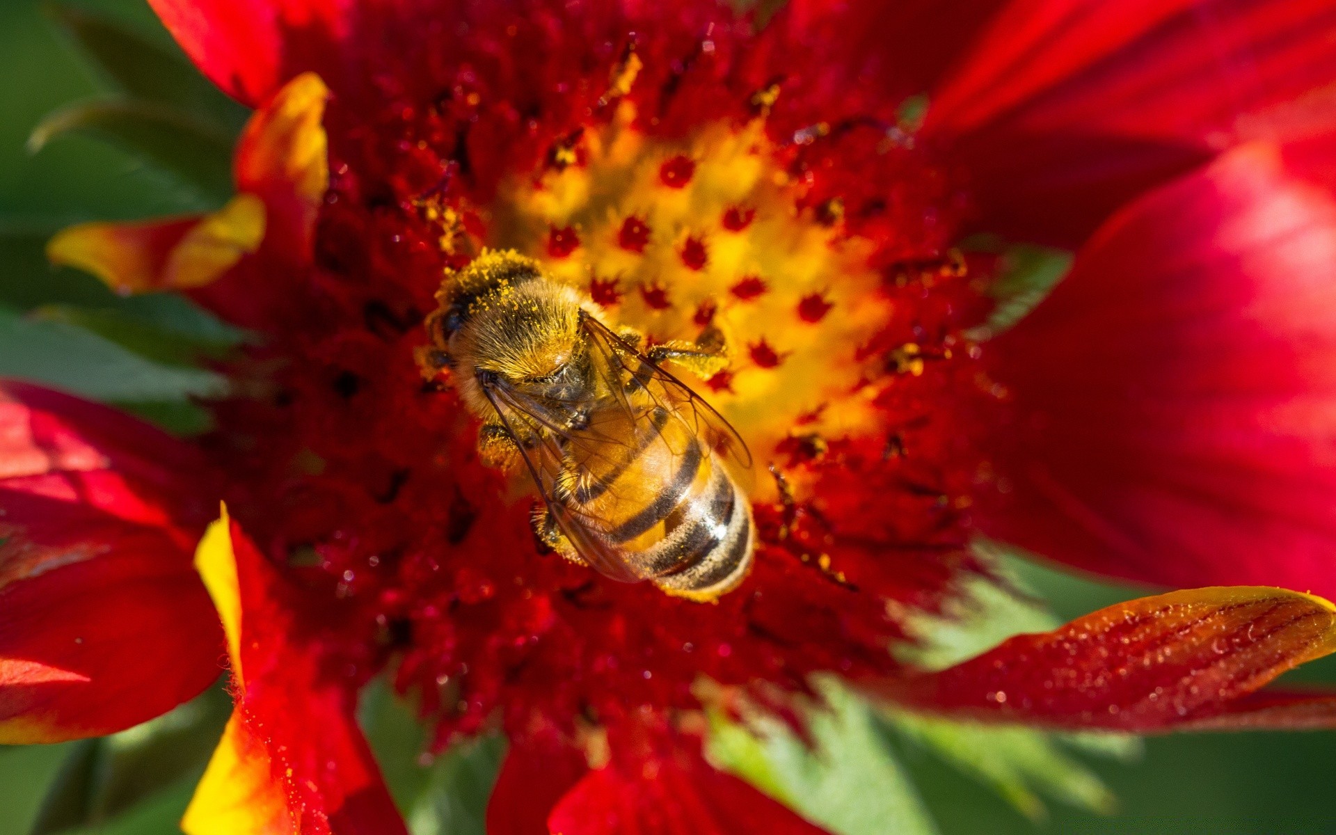 owady natura kwiat flora ogród lato liść jasny kolor pyłek zbliżenie pszczoła kwiatowy owad piękny płatek bluming na zewnątrz