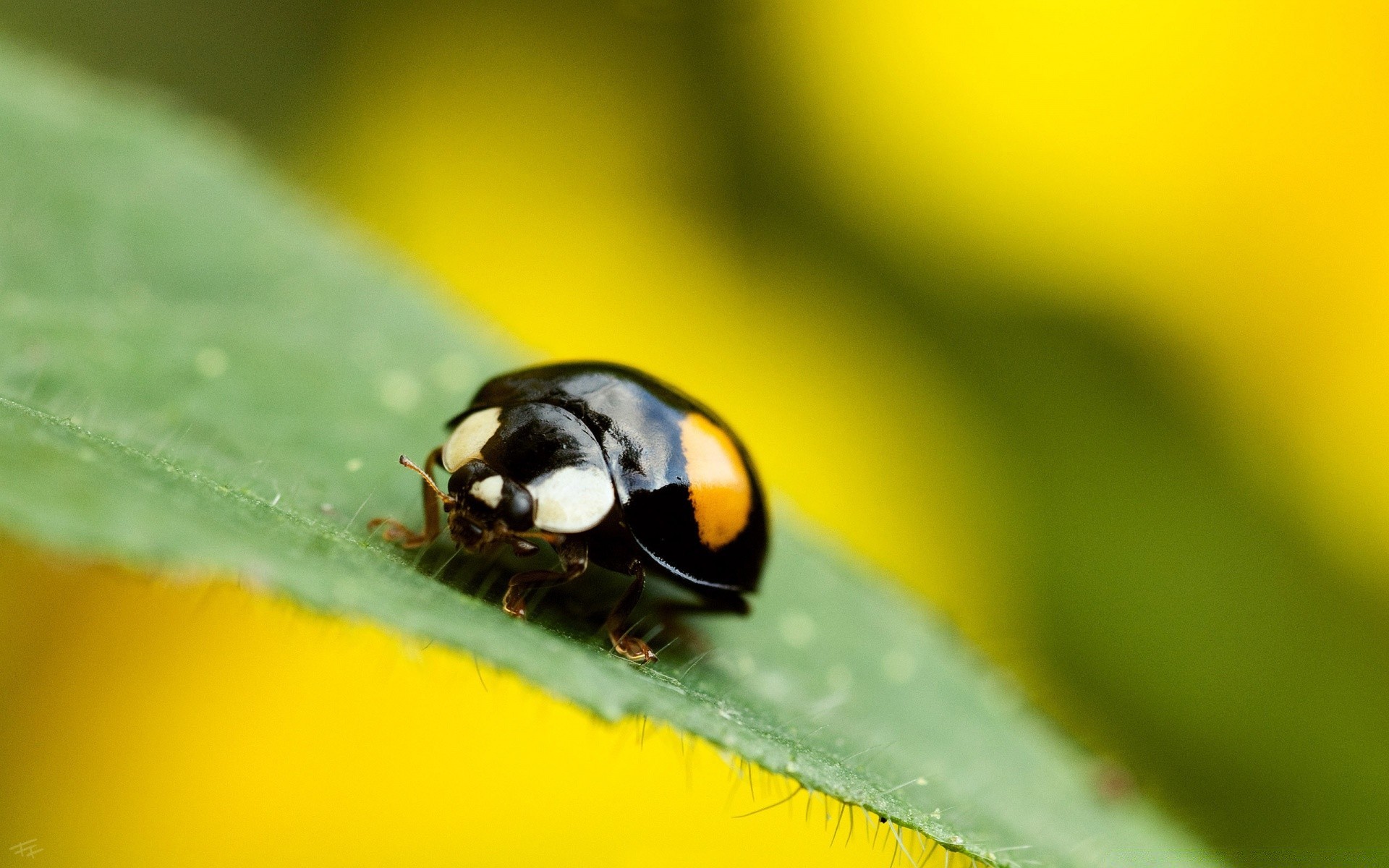 insectes insecte nature feuille scarabée coccinelle flore été minuscule biologie araignée zoologie à l extérieur jardin chute faune couleur invertébrés lumineux peu