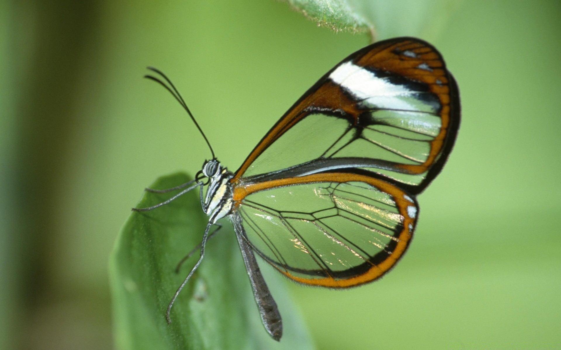 borboleta inseto vida selvagem natureza invertebrados ao ar livre verão animal mariposa biologia asa entomologia lepidoptera voar folha monarca antena delicado metamorfose