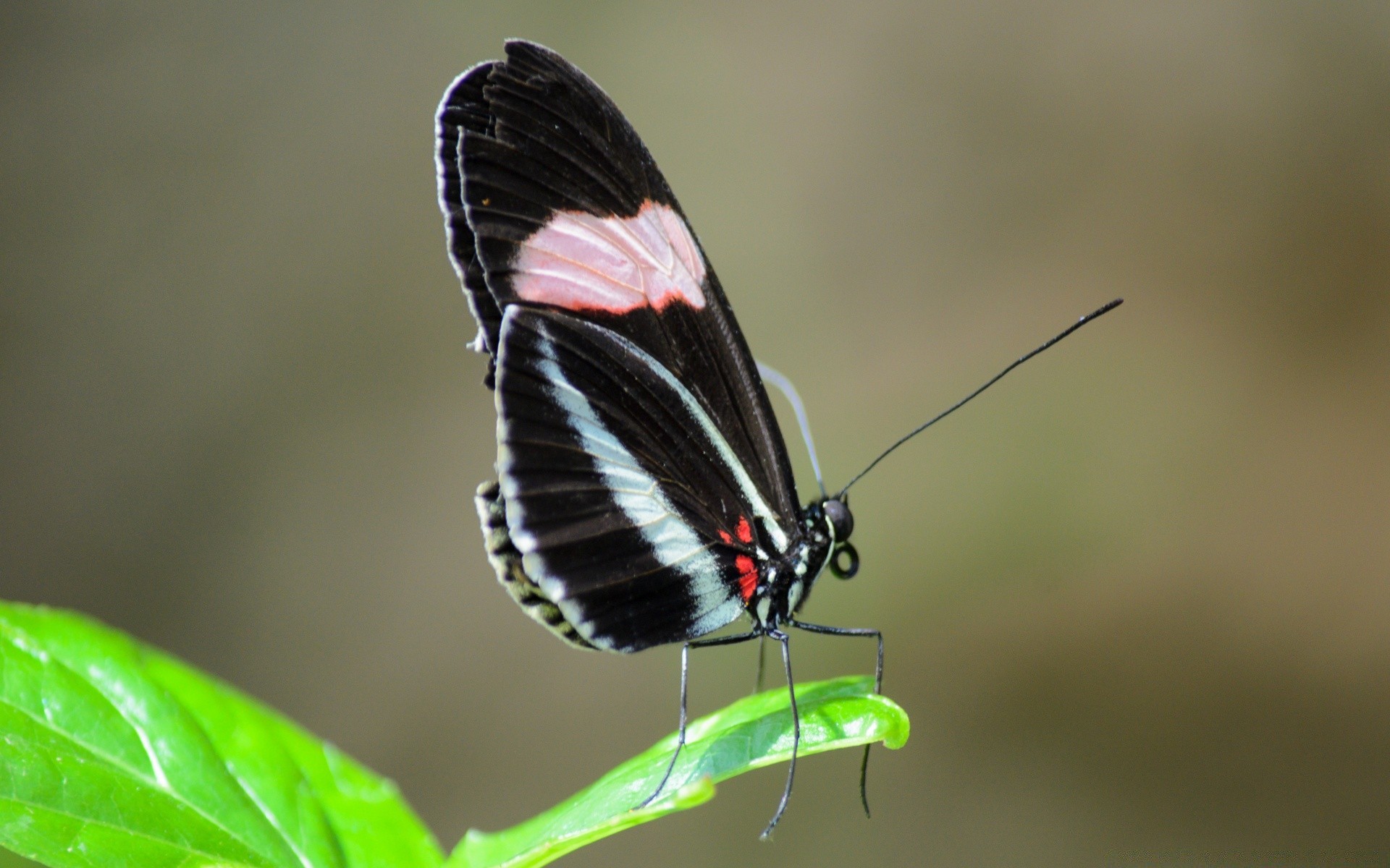 insects butterfly insect nature wildlife outdoors summer wing animal invertebrate antenna little wild leaf delicate