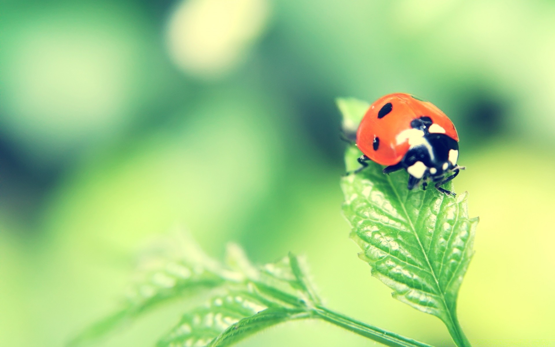 insetti coccinella foglia natura insetto flora estate crescita biologia ambienti scarabeo giardino piccolo all aperto erba purezza sfocatura