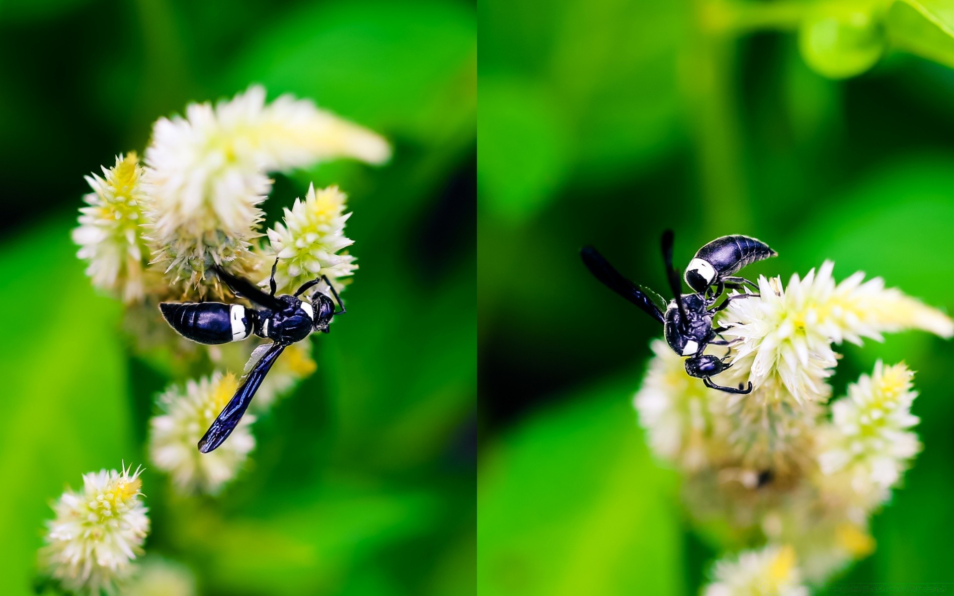 insetti insetto ape natura miele polline impollinazione ape calabrone estate fiore vespa volare all aperto nettare biologia selvaggio fauna selvatica foglia piccolo