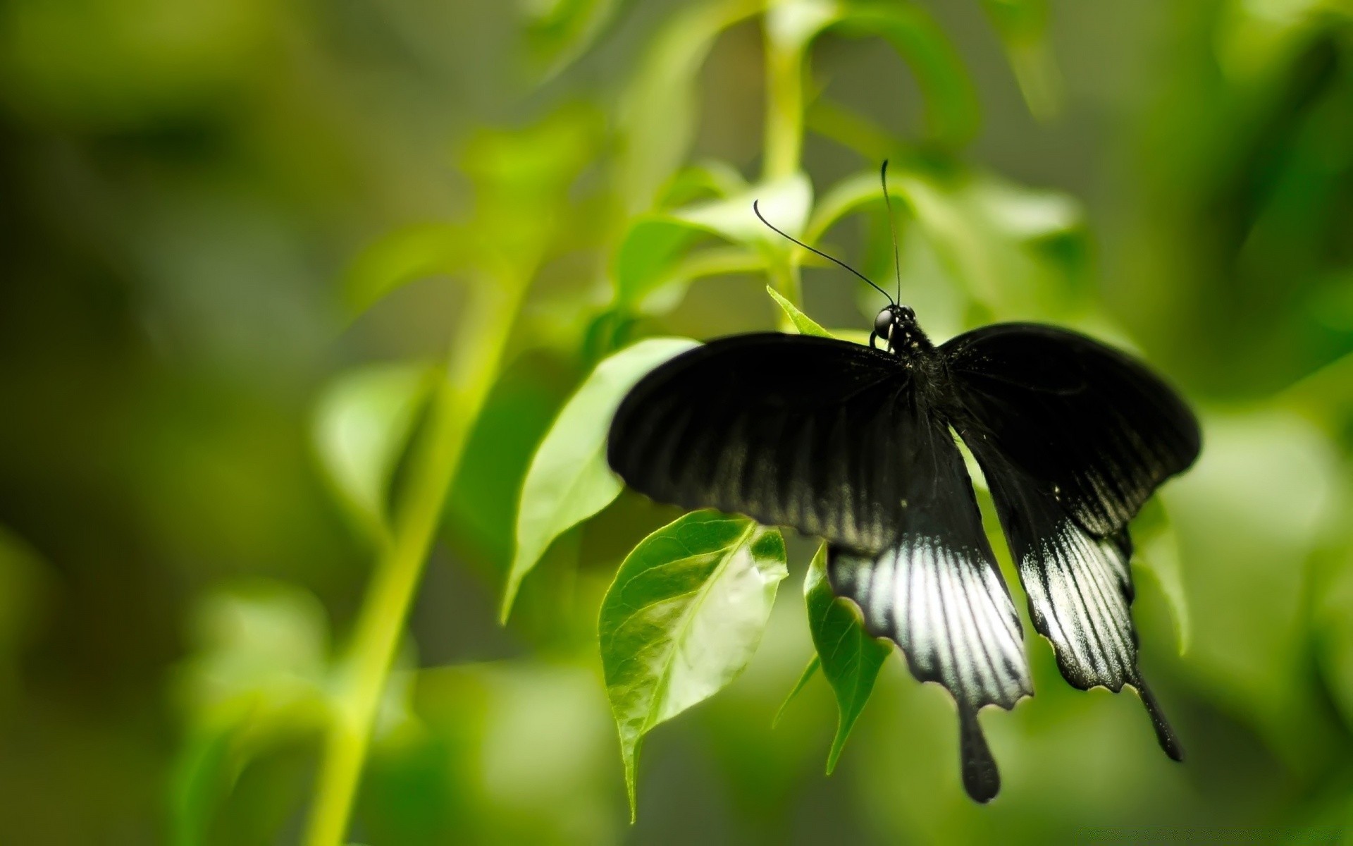 motyl natura liść owad ogród lato flora na zewnątrz środowisko skrzydło przyroda zbliżenie ekologia mała trawa