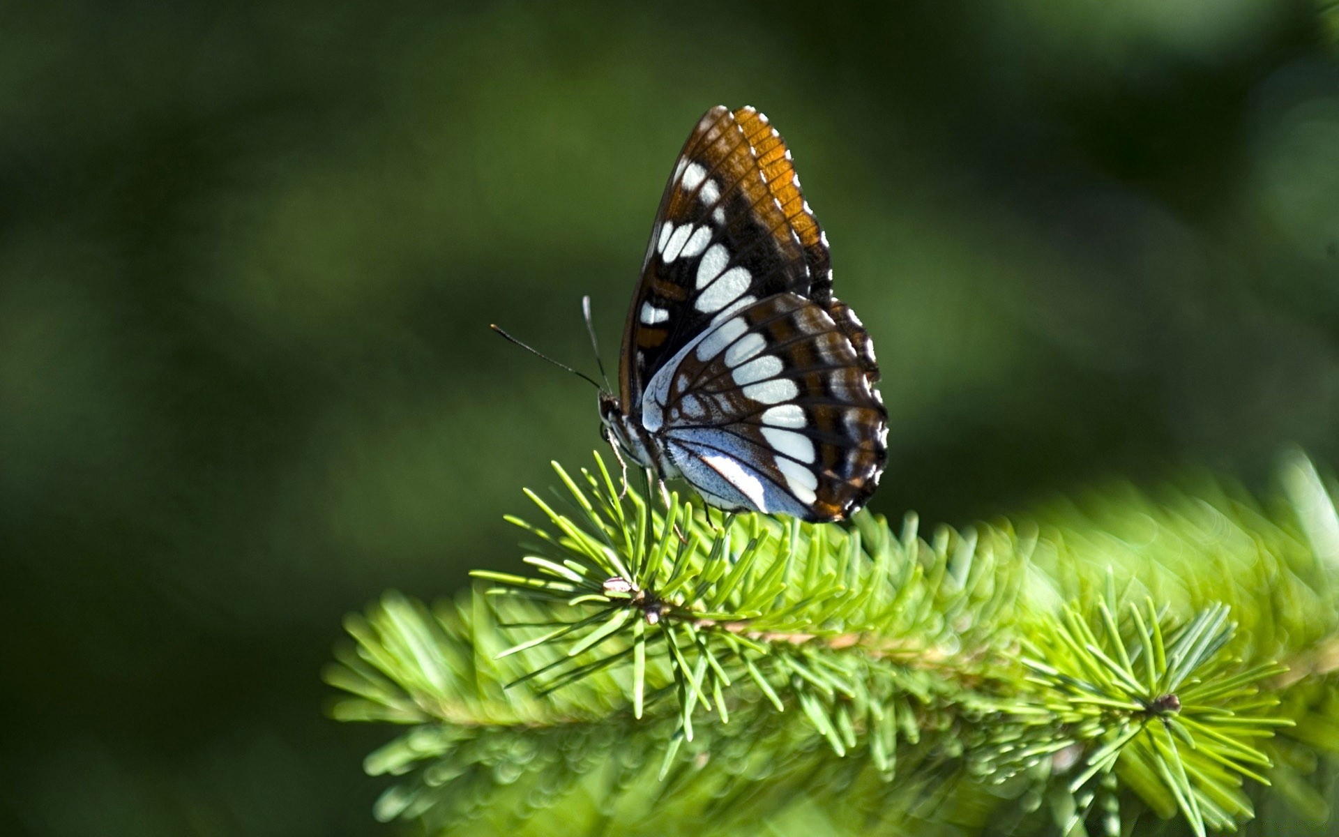 papillon nature à l extérieur insecte bois feuille invertébrés été la faune bois délicat