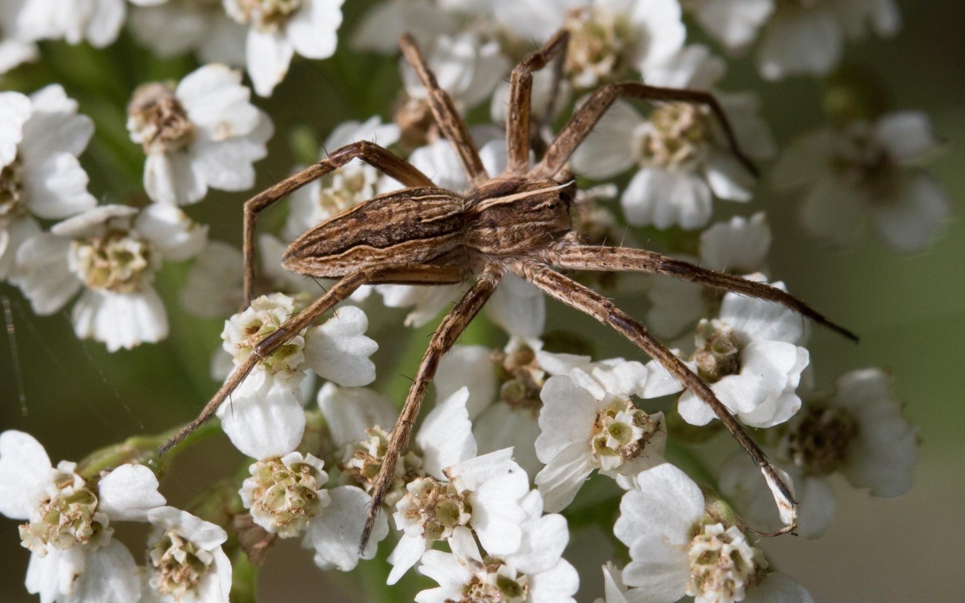 insects flower nature tree insect cherry garden flora leaf blooming outdoors petal floral wild apple shrub branch close-up