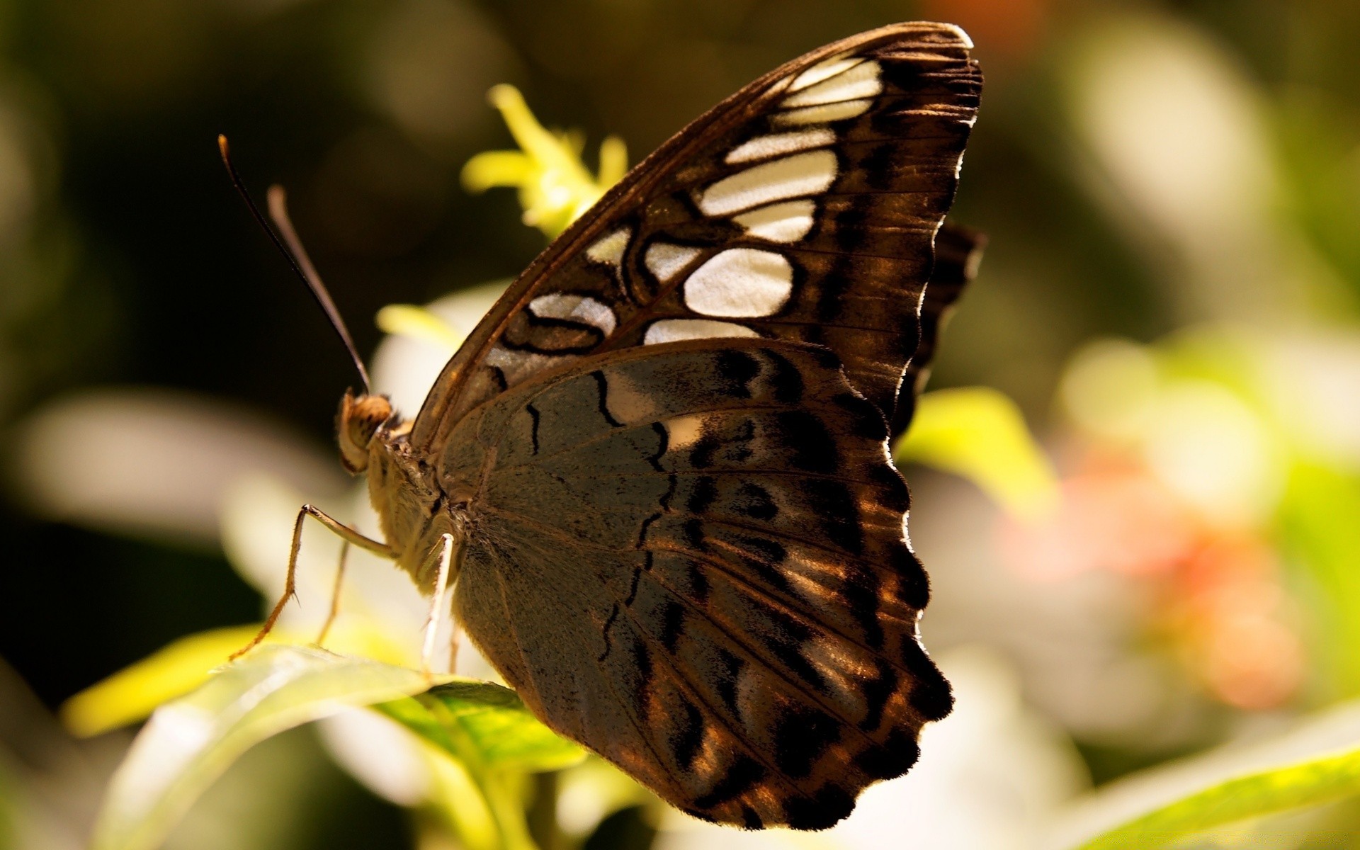 insects butterfly insect nature summer wildlife outdoors animal wing invertebrate moth flower antenna lepidoptera garden monarch leaf color beautiful fly