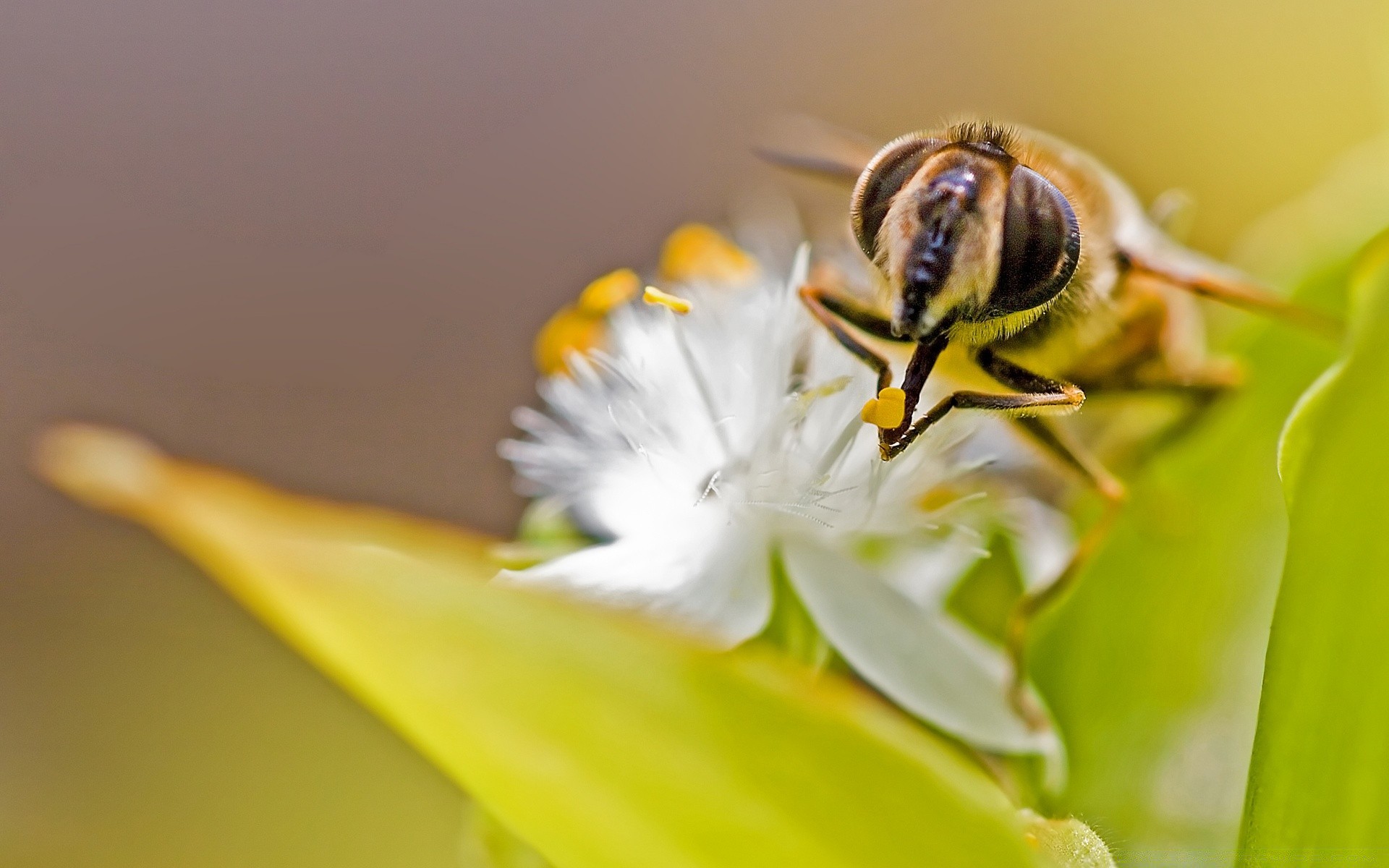 owady owad natura pszczoła kwiat na zewnątrz bezkręgowce przyroda biologia pyłek liść miód