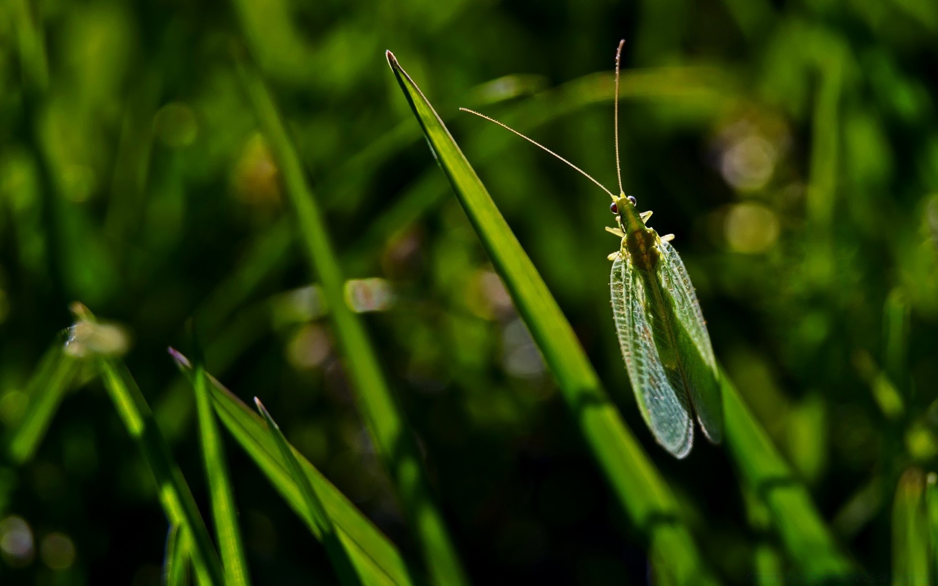 insects leaf nature flora insect garden grass dew summer rain dragonfly close-up outdoors growth drop dawn environment blade color