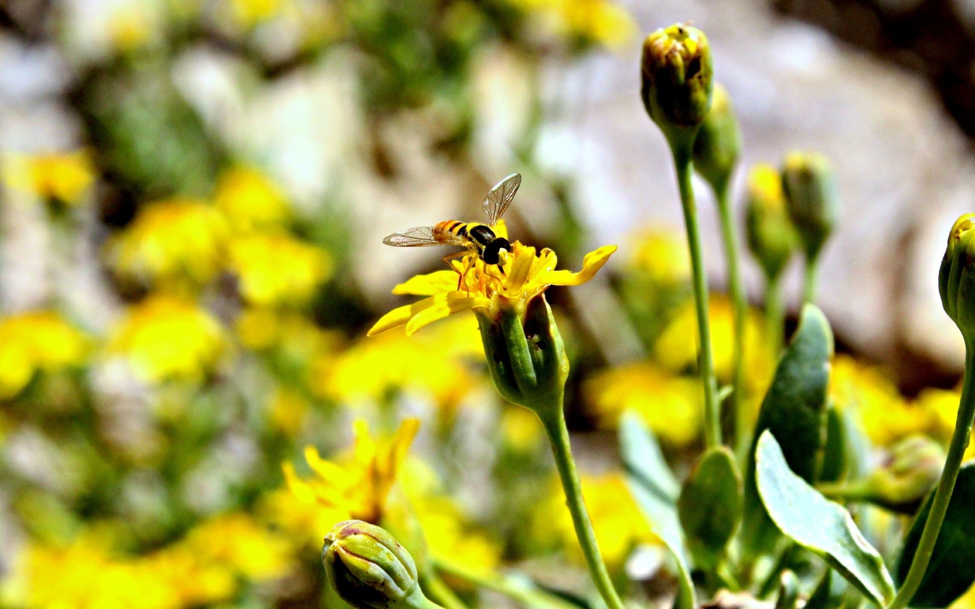 insekten natur blume im freien insekt sommer blatt flora garten gutes wetter hell farbe schließen unschärfe