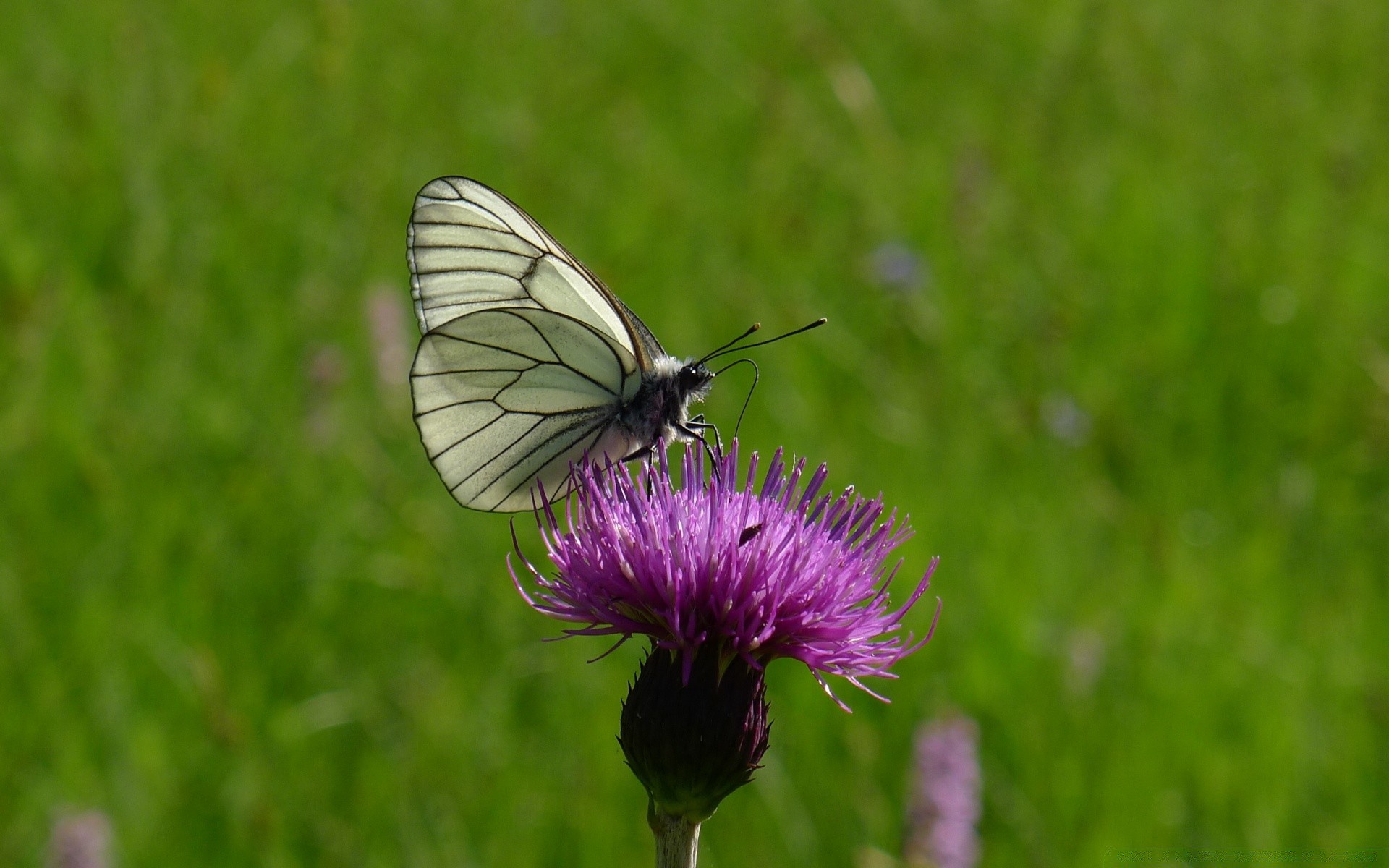 insects nature butterfly insect summer grass outdoors hayfield flower wildlife garden