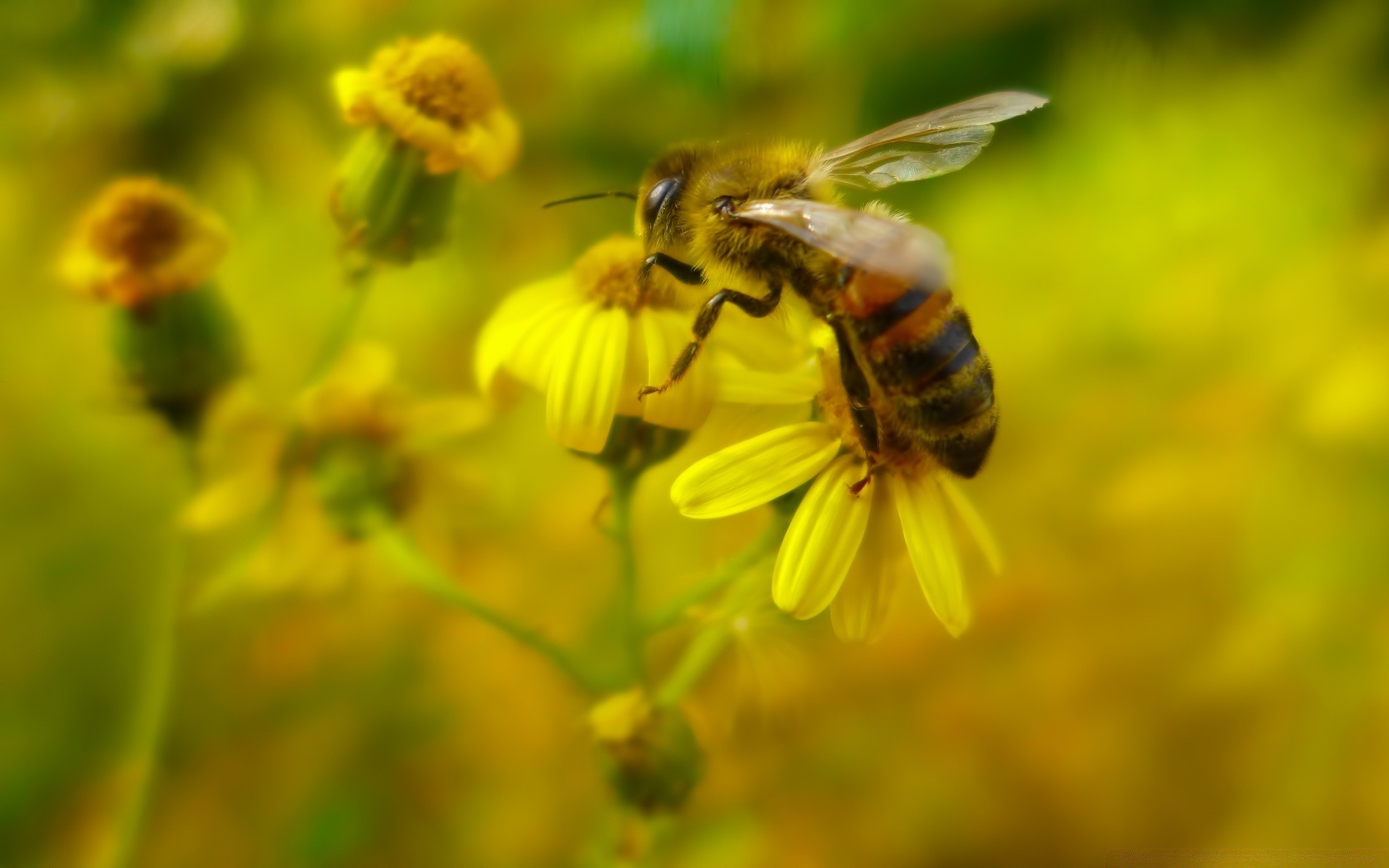 insects bee nature honey insect pollen honeybee pollination summer outdoors flower wild wasp nectar fair weather leaf