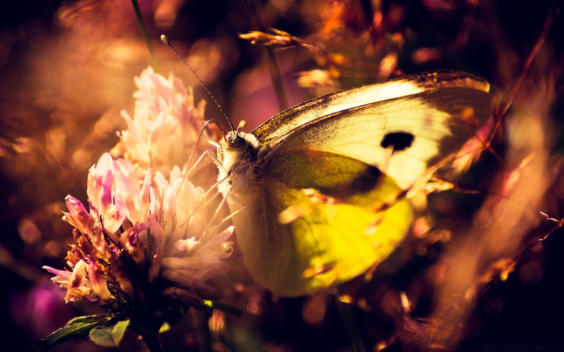 butterfly insect nature flower light outdoors invertebrate wildlife summer moth blur