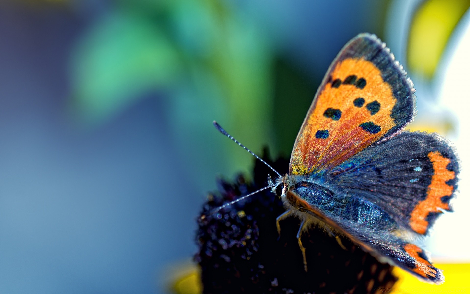 schmetterling insekt natur wirbellose im freien unschärfe tierwelt tageslicht sommer blume biologie antenne tier sanft licht farbe