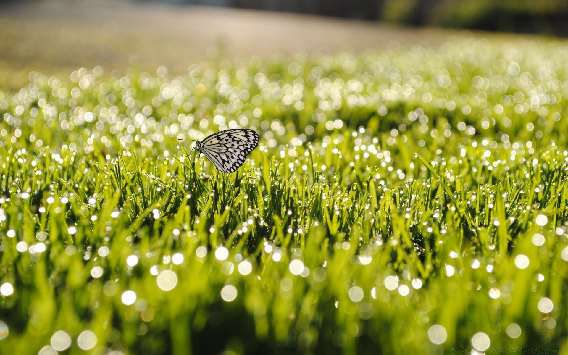 butterfly grass field hayfield nature summer lawn flora sun garden rural dew fair weather outdoors rain growth dawn