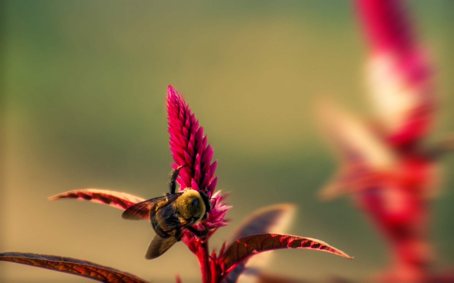 insectes nature fleur couleur insecte à l extérieur flore feuille jardin gros plan lumineux été