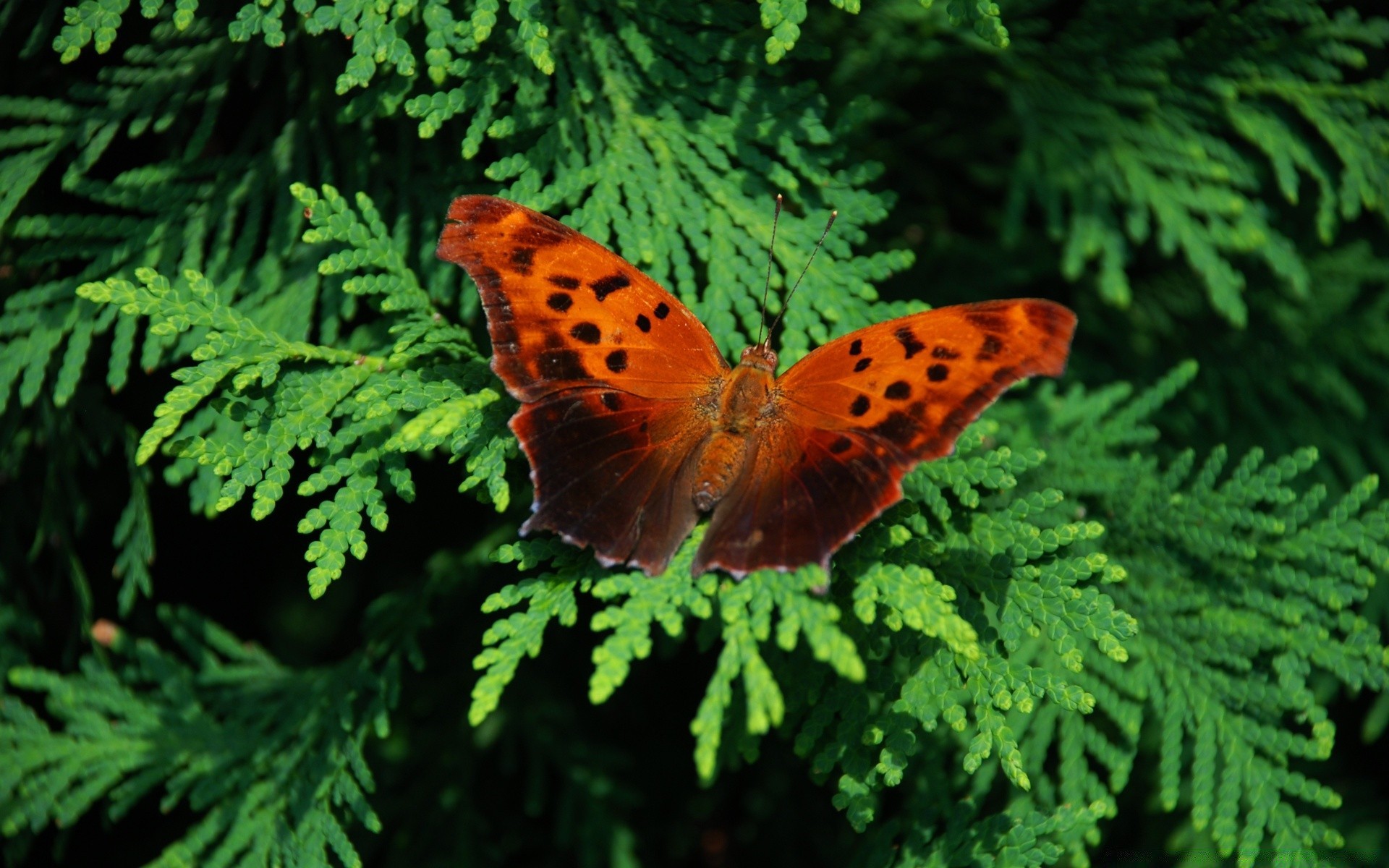 insetos natureza inseto borboleta invertebrados sozinho ao ar livre jardim