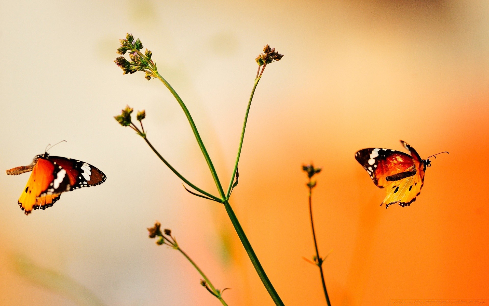 butterfly insect nature summer ladybug wildlife invertebrate antenna flower outdoors fly animal fair weather moth sun monarch biology delicate beetle