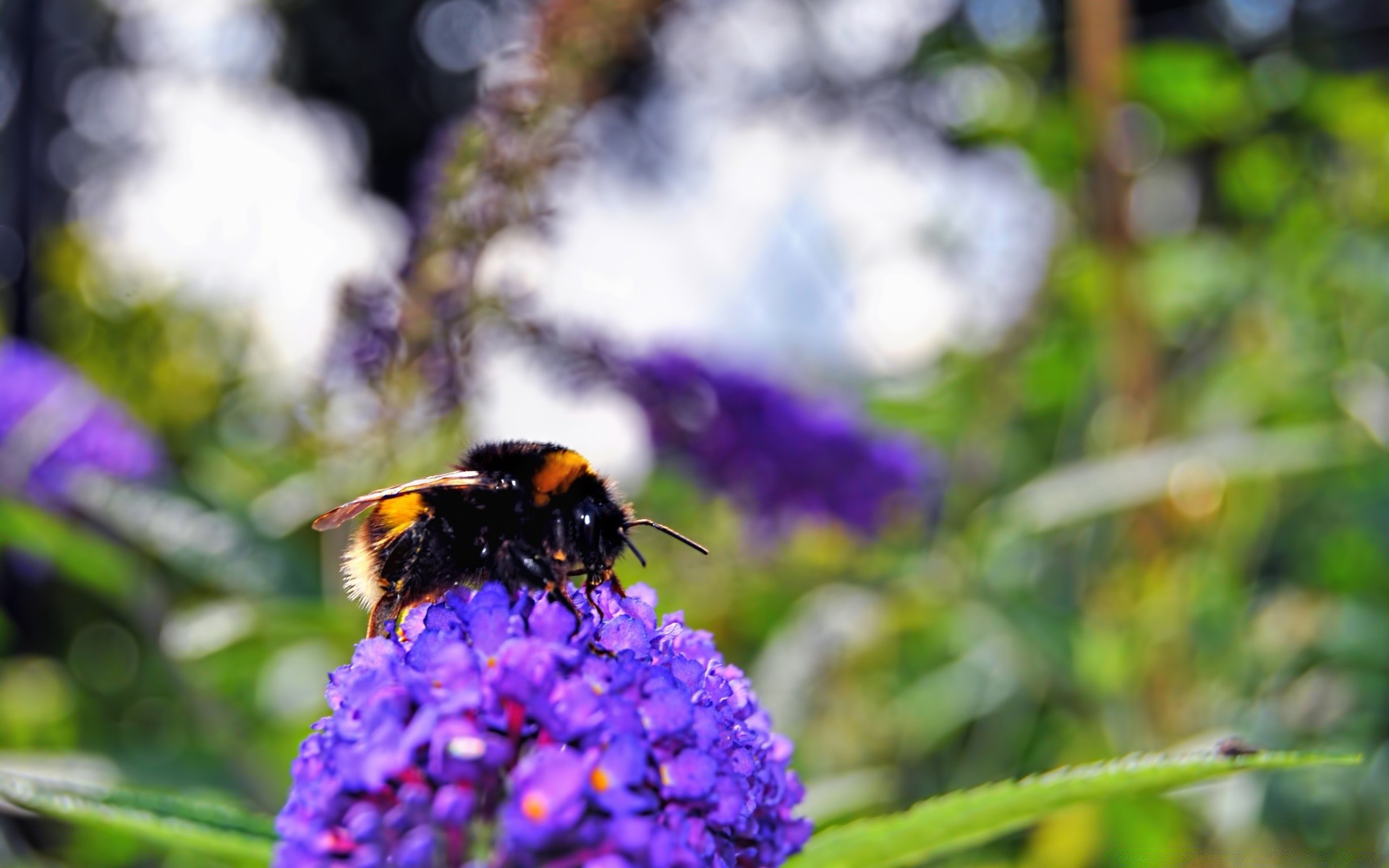 insekten natur insekt blume biene im freien sommer flora blatt garten honig pollen