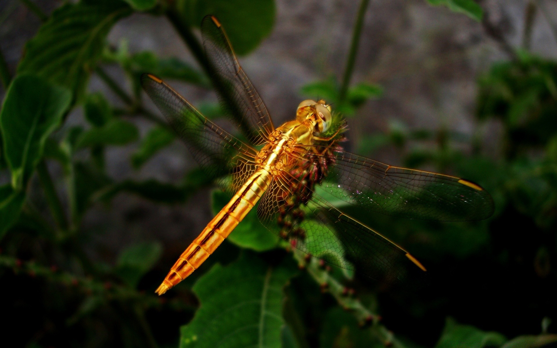 owady natura owad na zewnątrz liść dzika przyroda flora ogród bezkręgowce zwierzę lato zbliżenie dziki