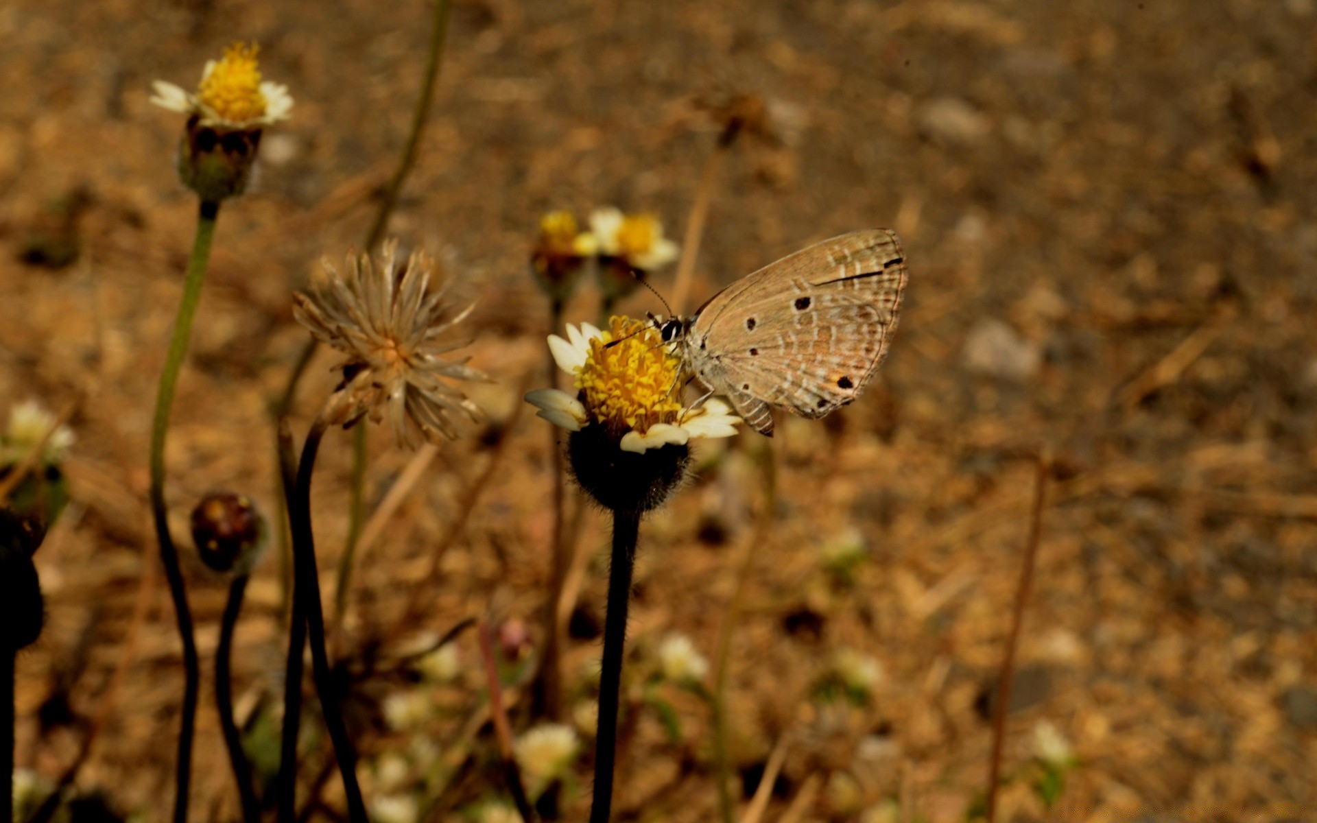 insectes papillon insecte nature à l extérieur fleur invertébrés la faune flore sauvage été herbe