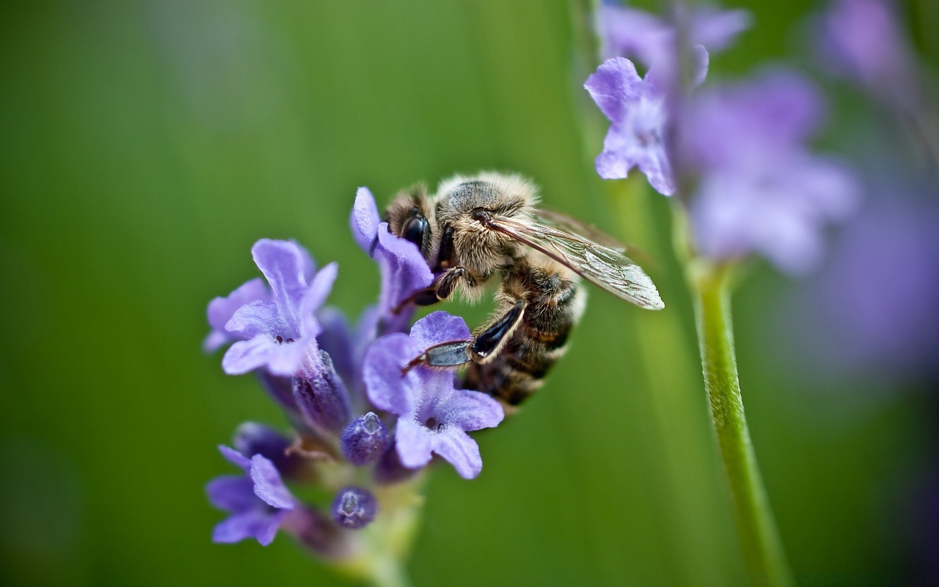 insekten natur biene insekt blume honig sommer flora im freien pollen wild bestäubung garten wespe hummel bienen blatt wenig