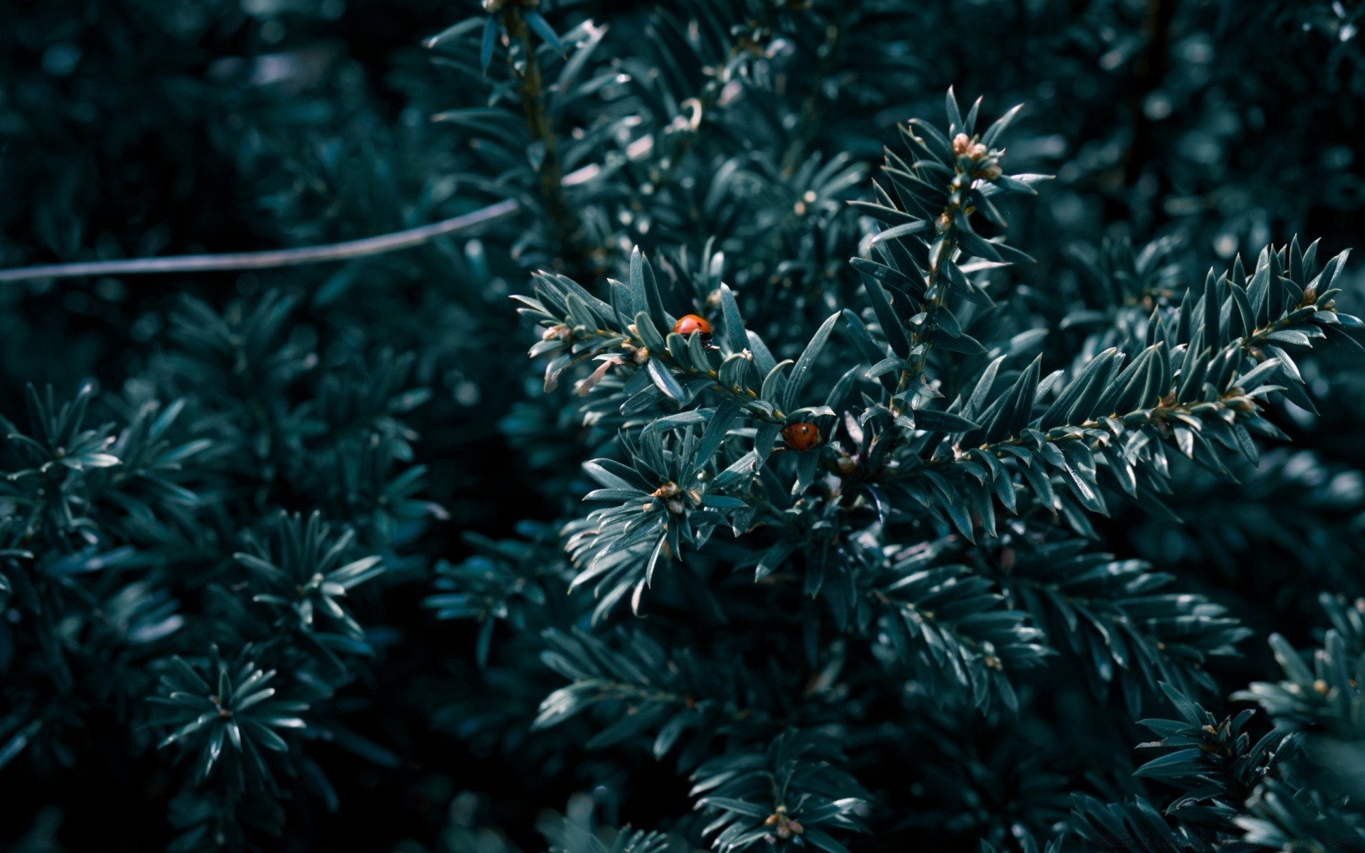 insectes noël hiver arbre evergreen nature aiguille conifère branche bureau feuille