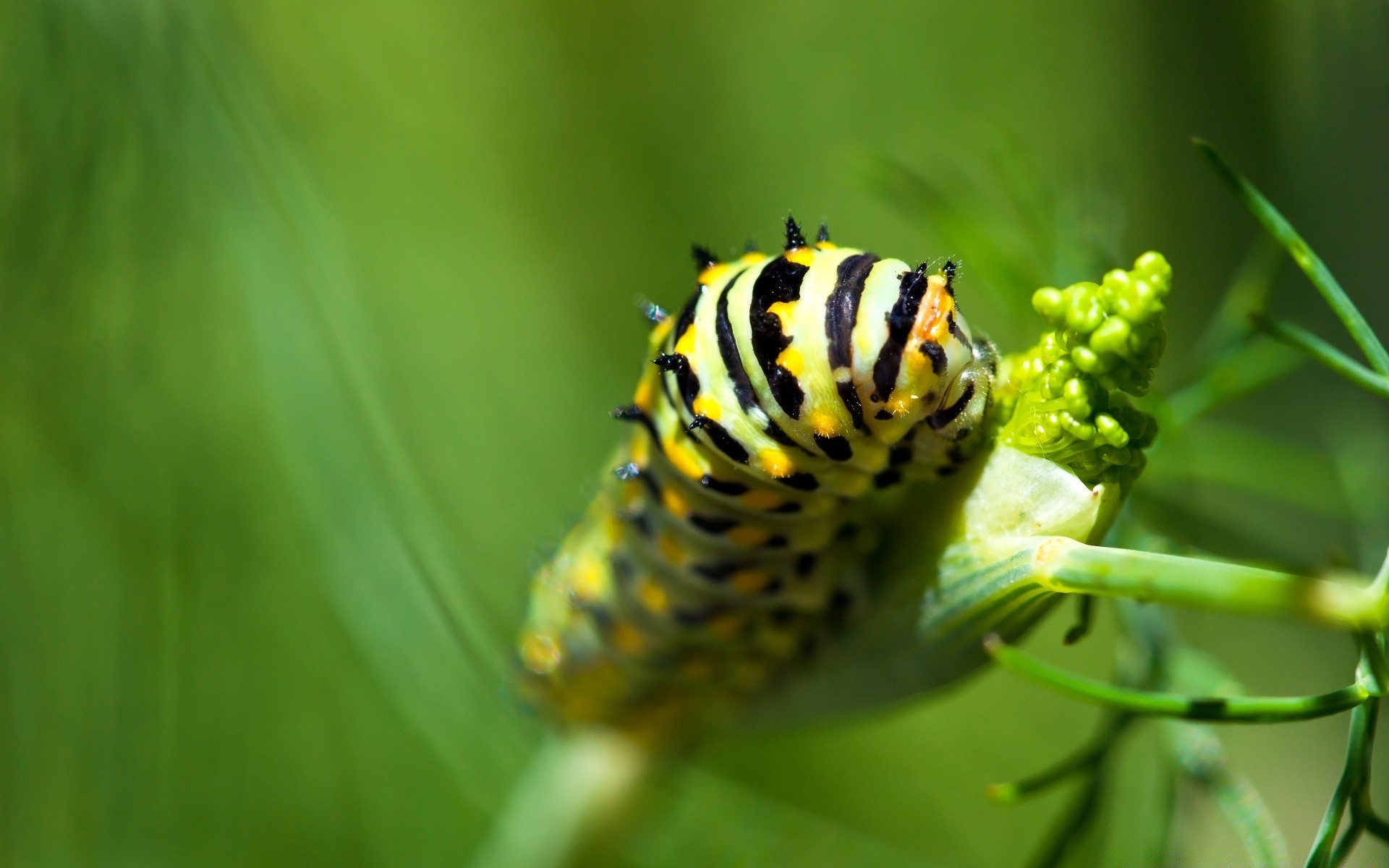 insects nature insect outdoors leaf summer butterfly wildlife invertebrate biology garden flora