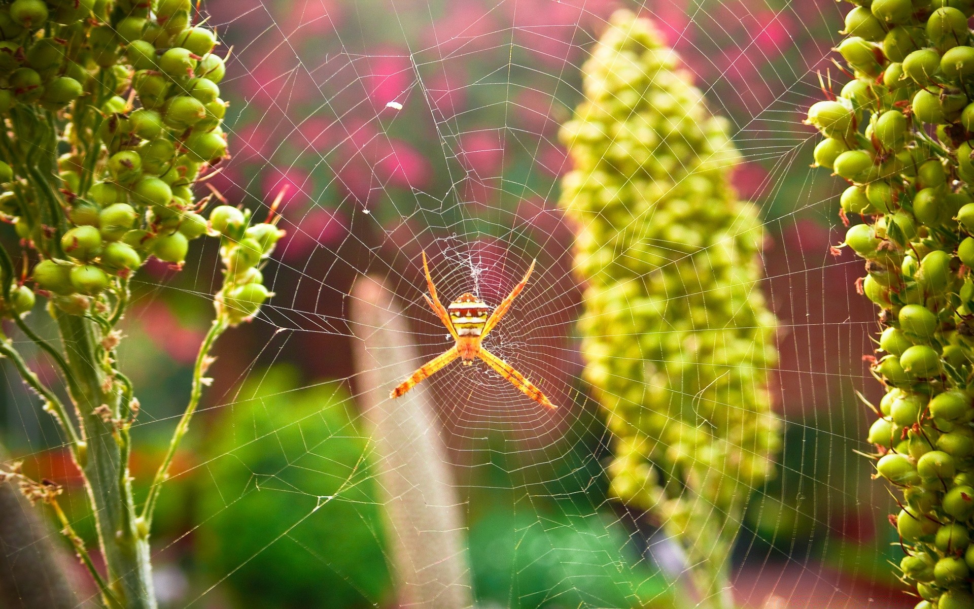 insectos naturaleza flora verano hoja al aire libre