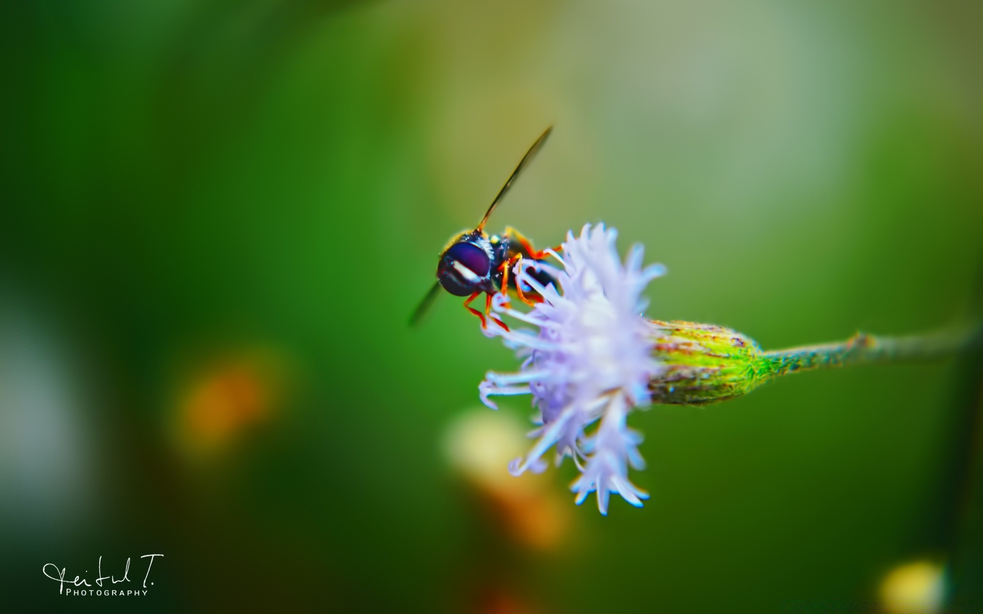 insetti insetto natura all aperto estate fauna selvatica foglia sfocatura ape invertebrati