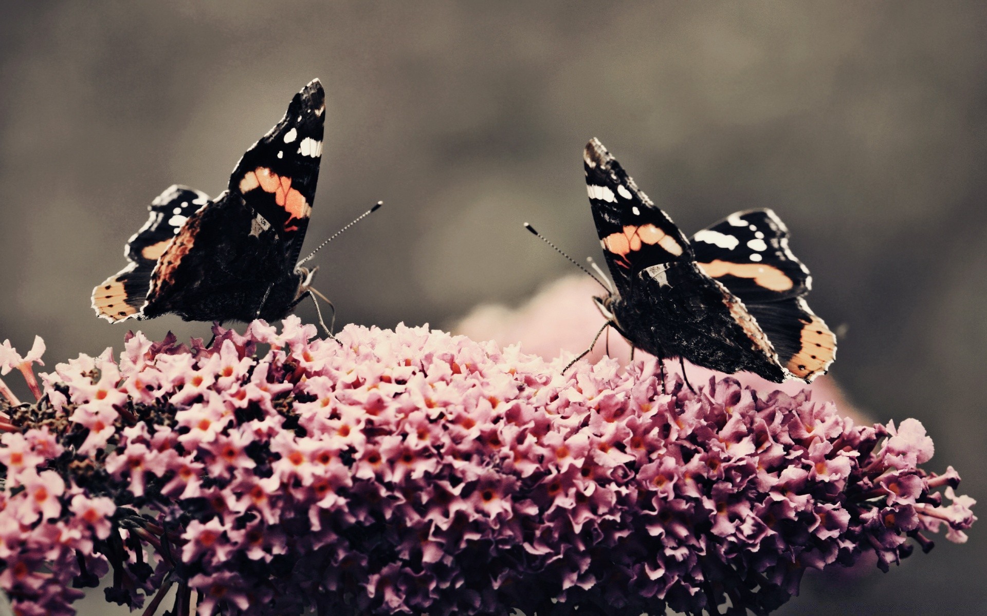 motyl owad natura na zewnątrz bezkręgowców przyrody kwiat zwierząt skrzydło lepidoptera lato ćma ogród monarch antena delikatne kruchość małe