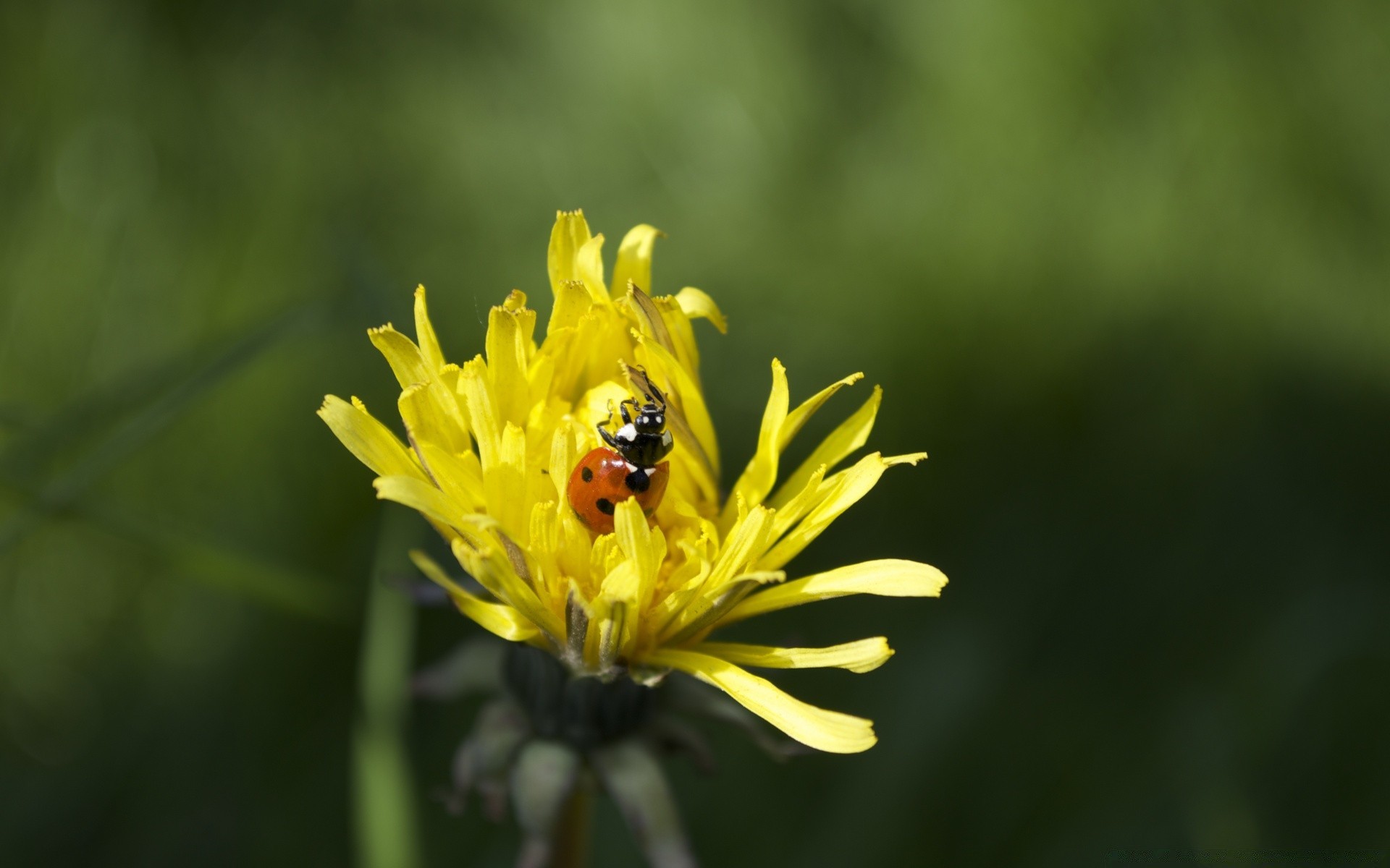 owady owad natura pszczoła kwiat lato na zewnątrz ogród pyłek flora trawa liść miód sianokosy dzikie zapylanie