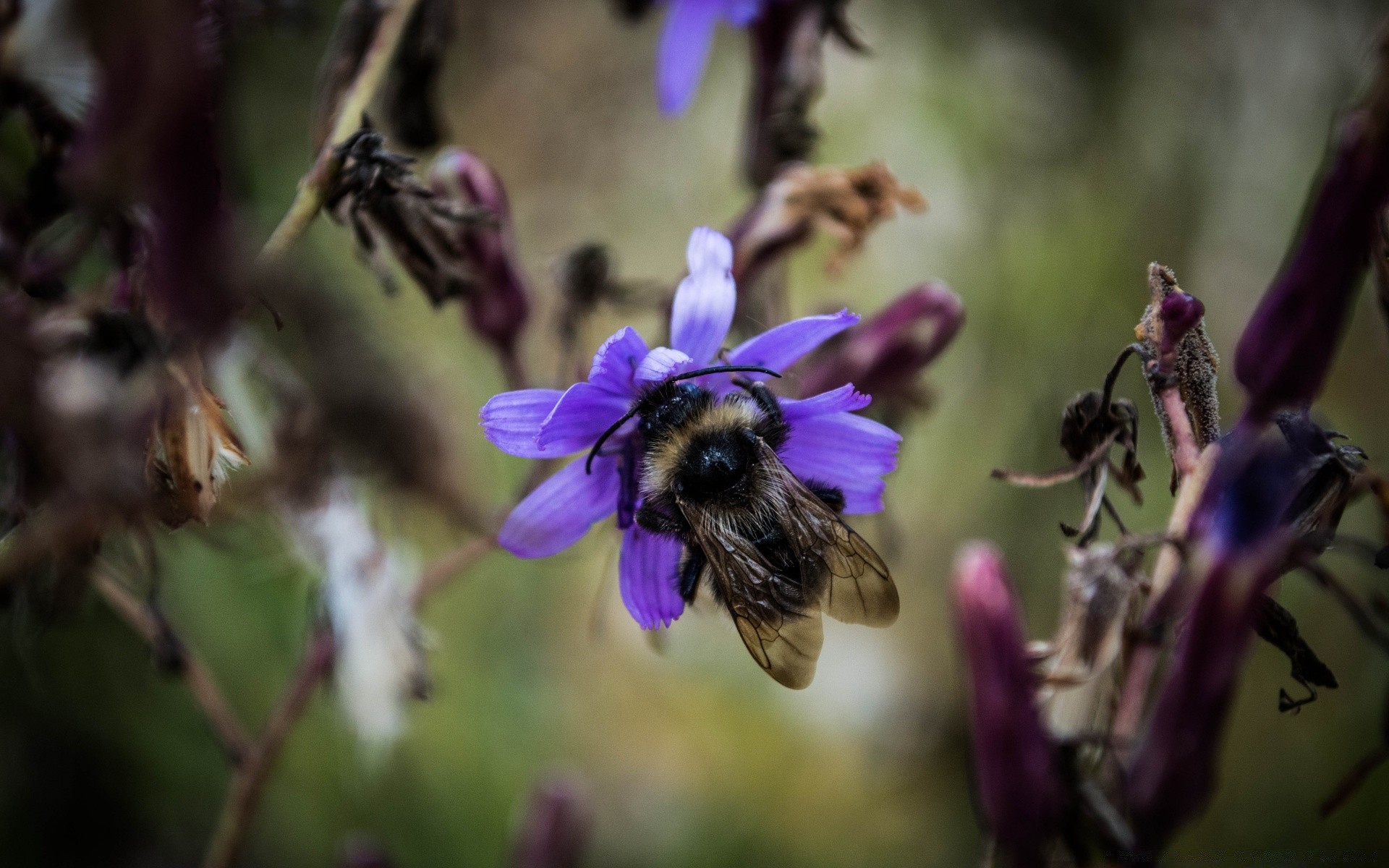 owady pszczoła owad kwiat natura miód flora na zewnątrz pyłek ogród lato zapylanie nektar trzmiel osa kolor dzikie pszczoły liść latać