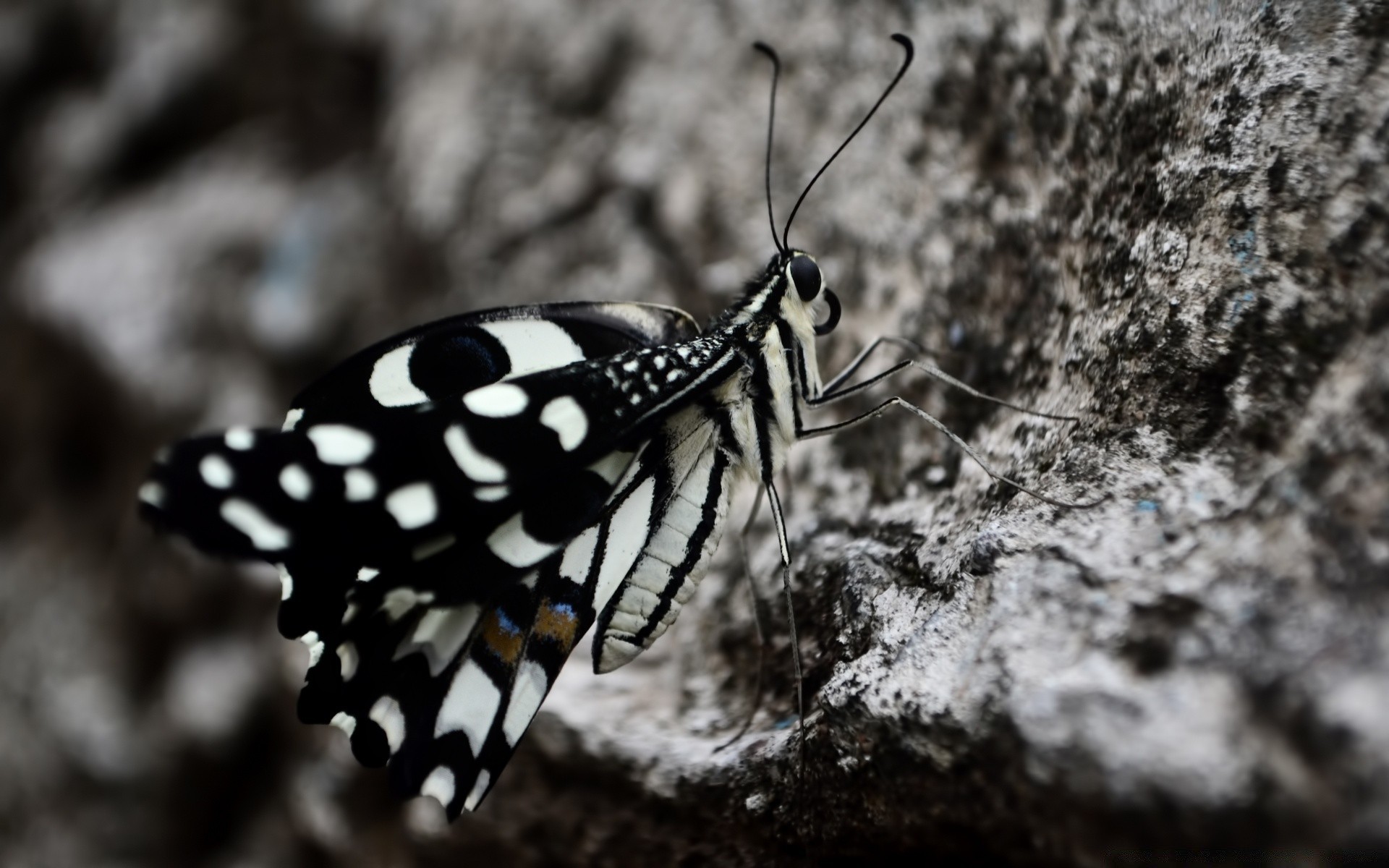 insetos natureza inseto vida selvagem animal ao ar livre borboleta invertebrados asa biologia horizontal selvagem