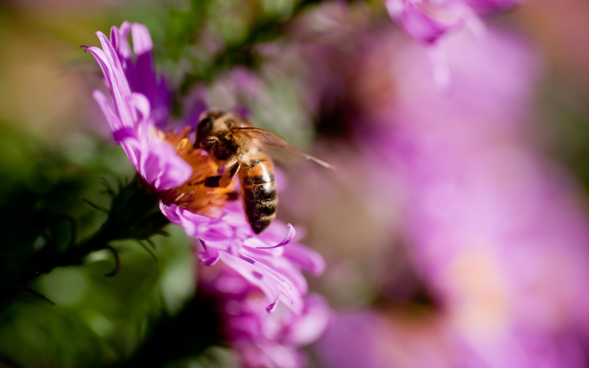 insekten natur insekt blume biene sommer pollen im freien garten honig blatt wild flora wenig bestäubung