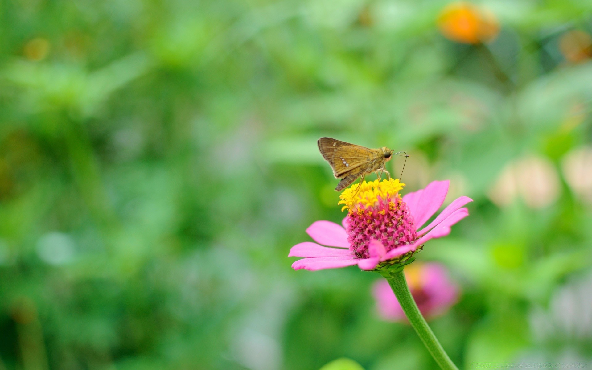 motyl natura owad lato na zewnątrz liść kwiat ogród mało flora trawa jasny dziki dobra pogoda skrzydło zbliżenie kolor