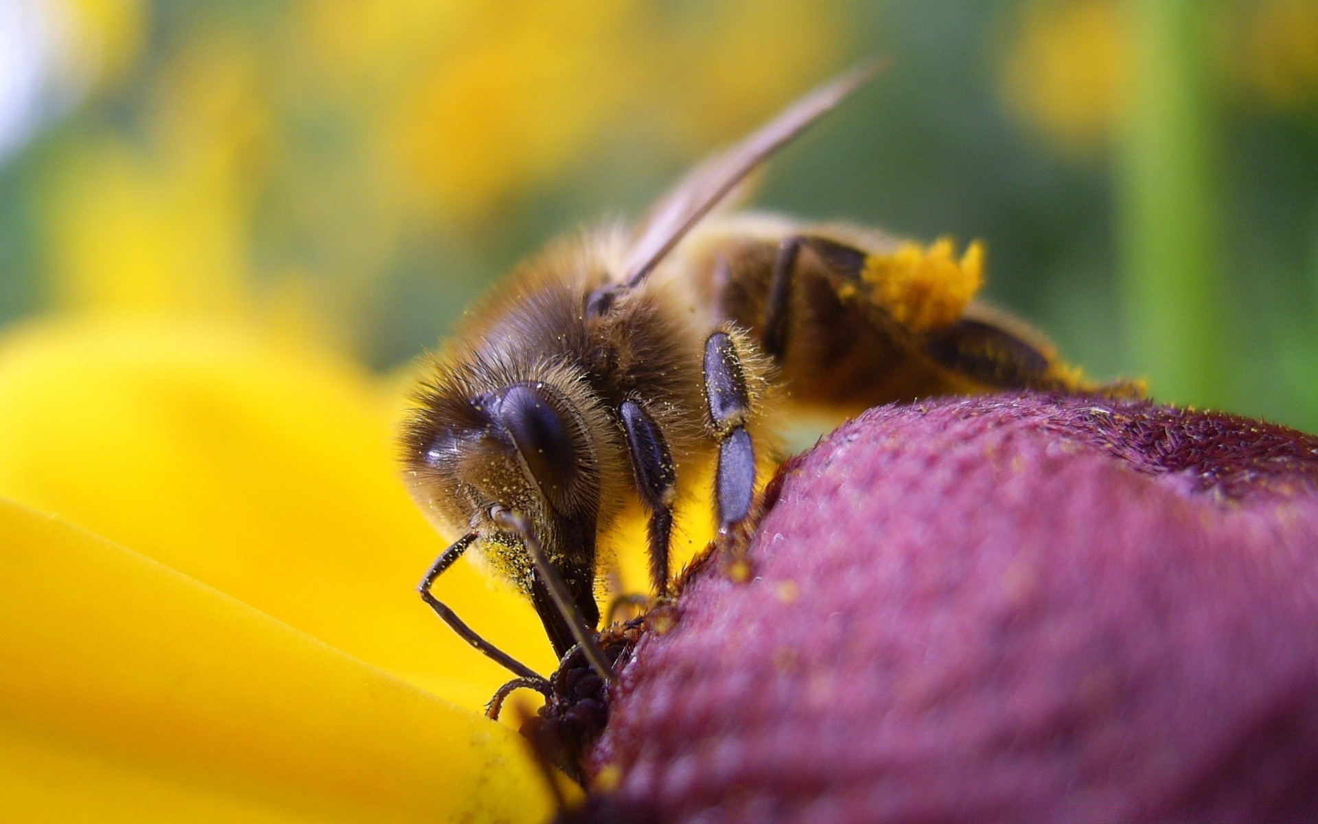 insekten natur insekt biene blume pollen sommer im freien honig garten flora bestäubung fliegen tier farbe wild nektar schließen bienen