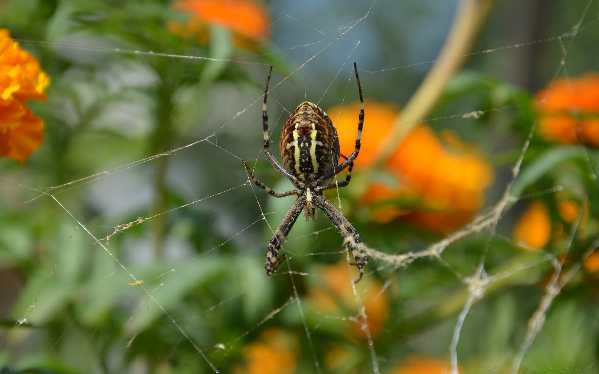 insekten spinne natur insekt spinnennetz spinnentiere garten blume schließen im freien blatt flora sommer farbe gruselig tau wirbellose falle spinnennetz