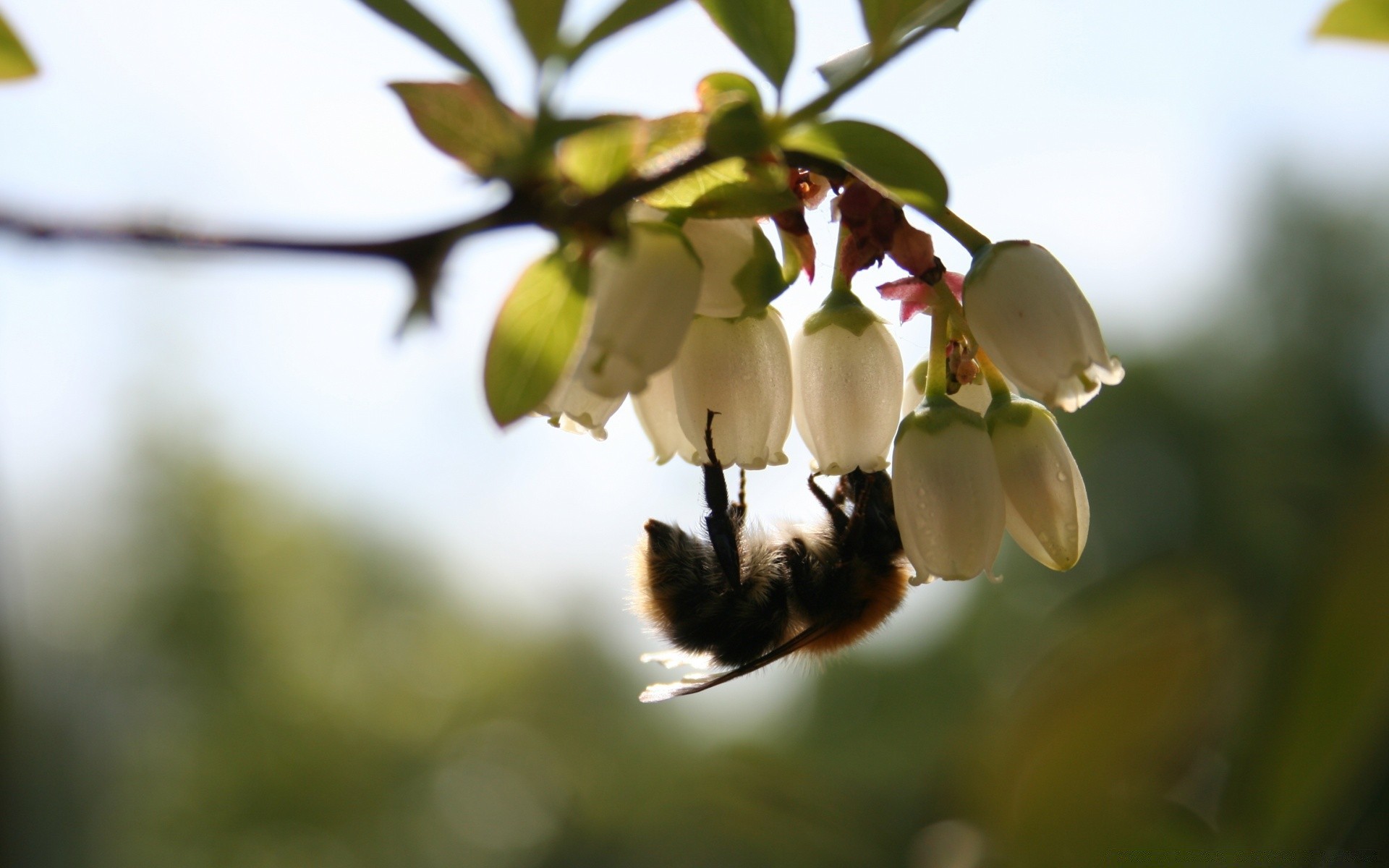 insetos natureza flor inseto abelha maçã árvore ao ar livre borrão folha jardim ramo flora frutas crescimento bom tempo agricultura mel